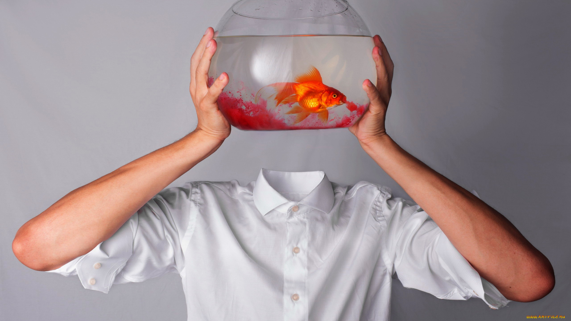 юмор, и, приколы, аквариум