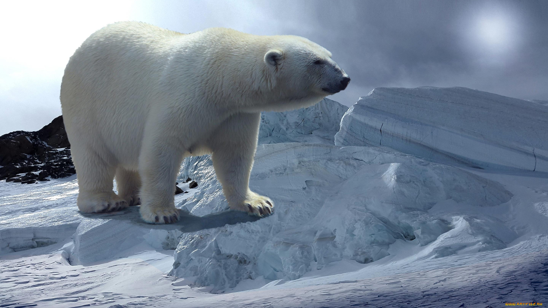 животные, медведи, медведь