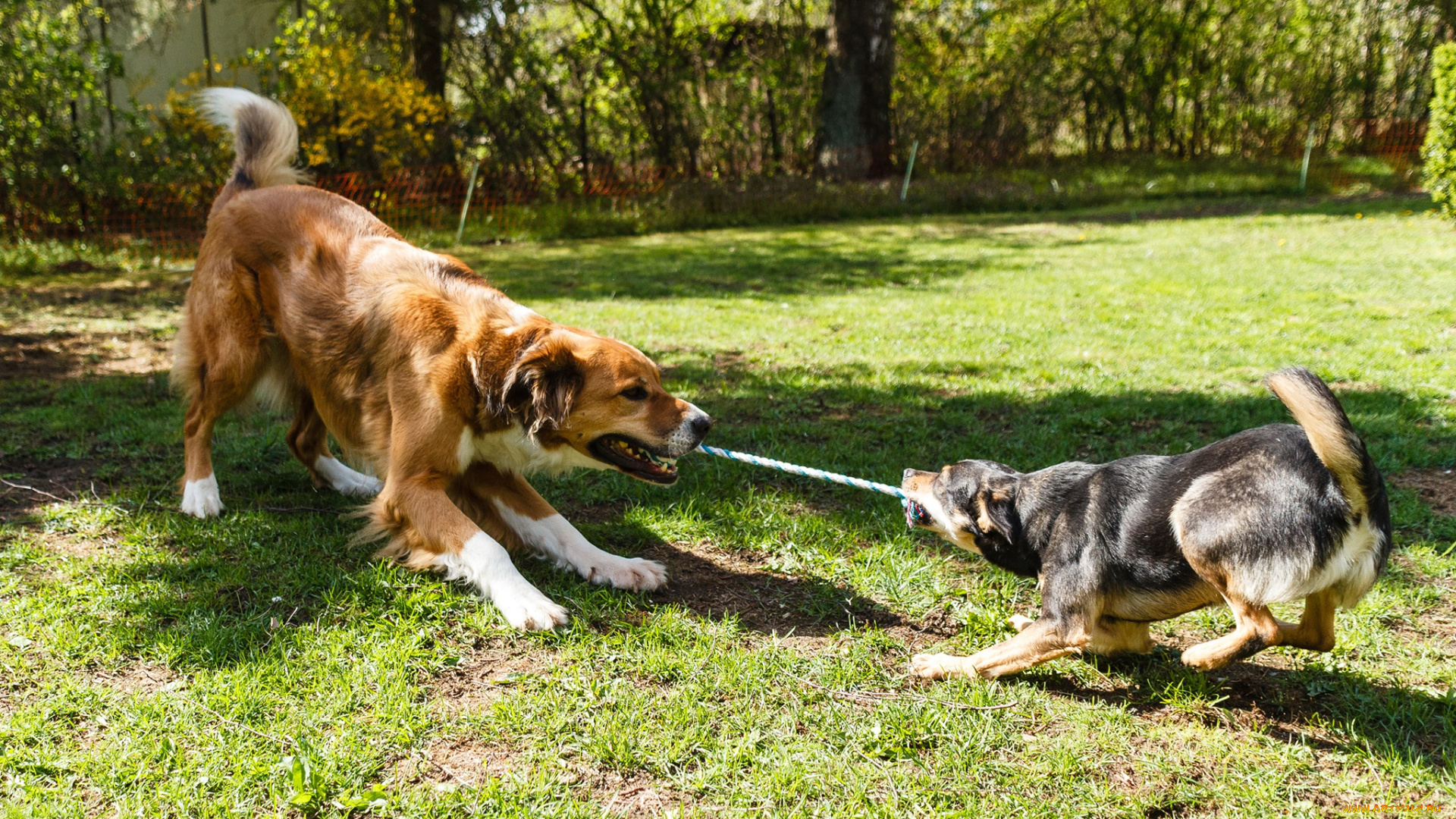 животные, собаки, боке, верёвка, две, поляна, деревья, солнце, трава