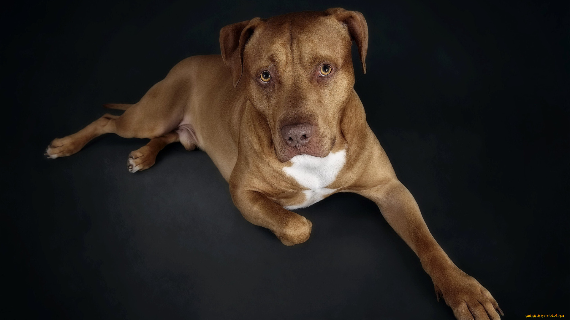 животные, собаки, собака, взгляд