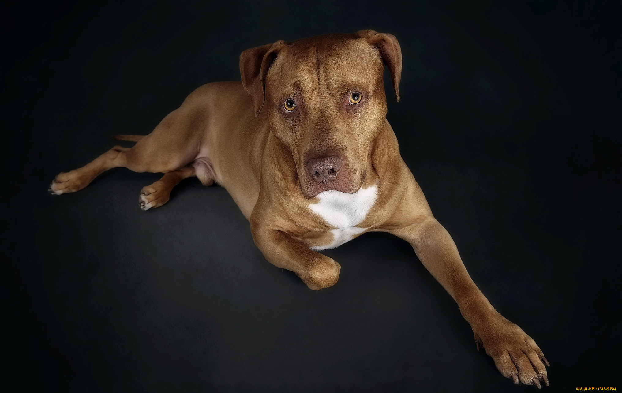 животные, собаки, собака, взгляд