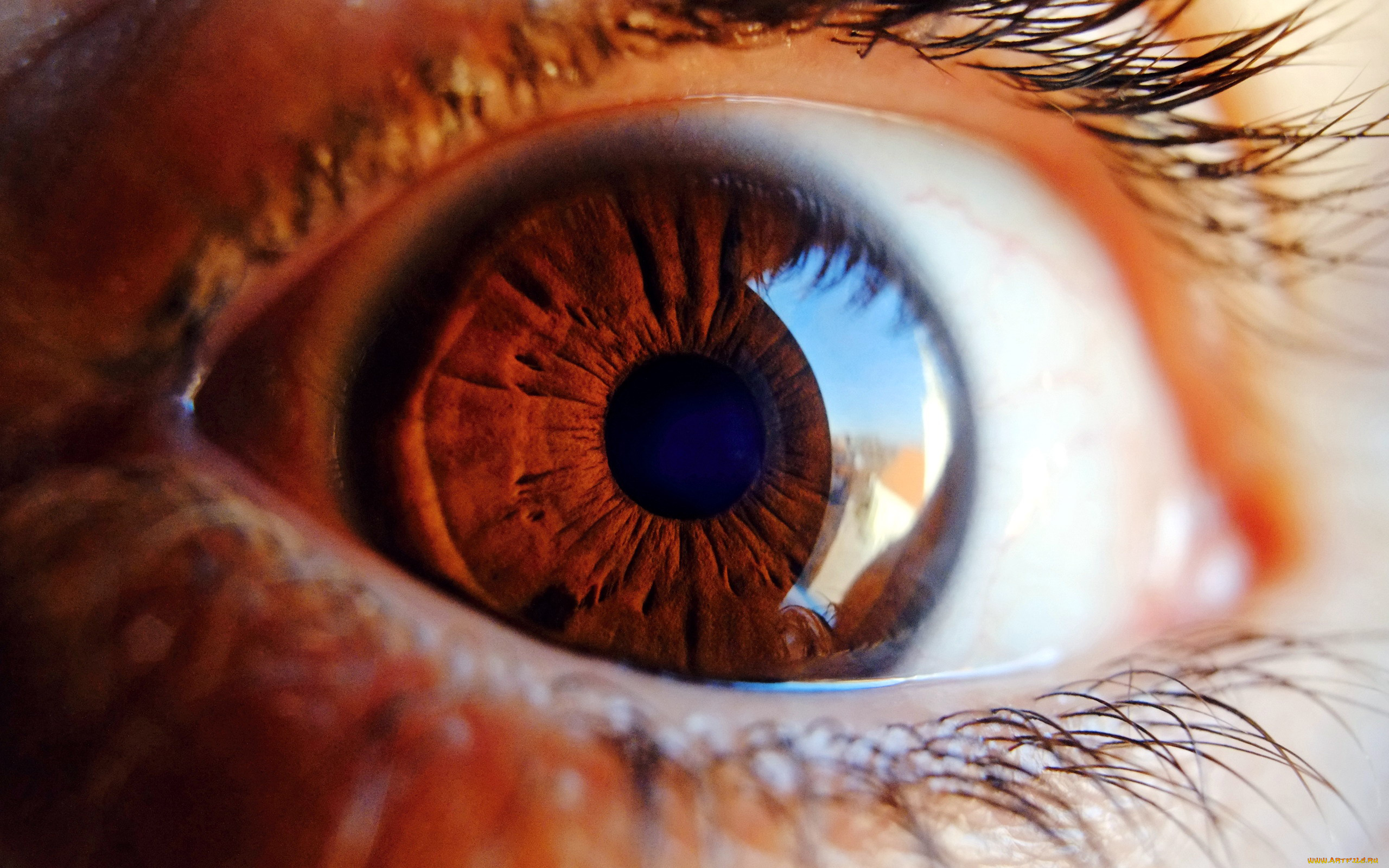 разное, глаза, макро, глаз