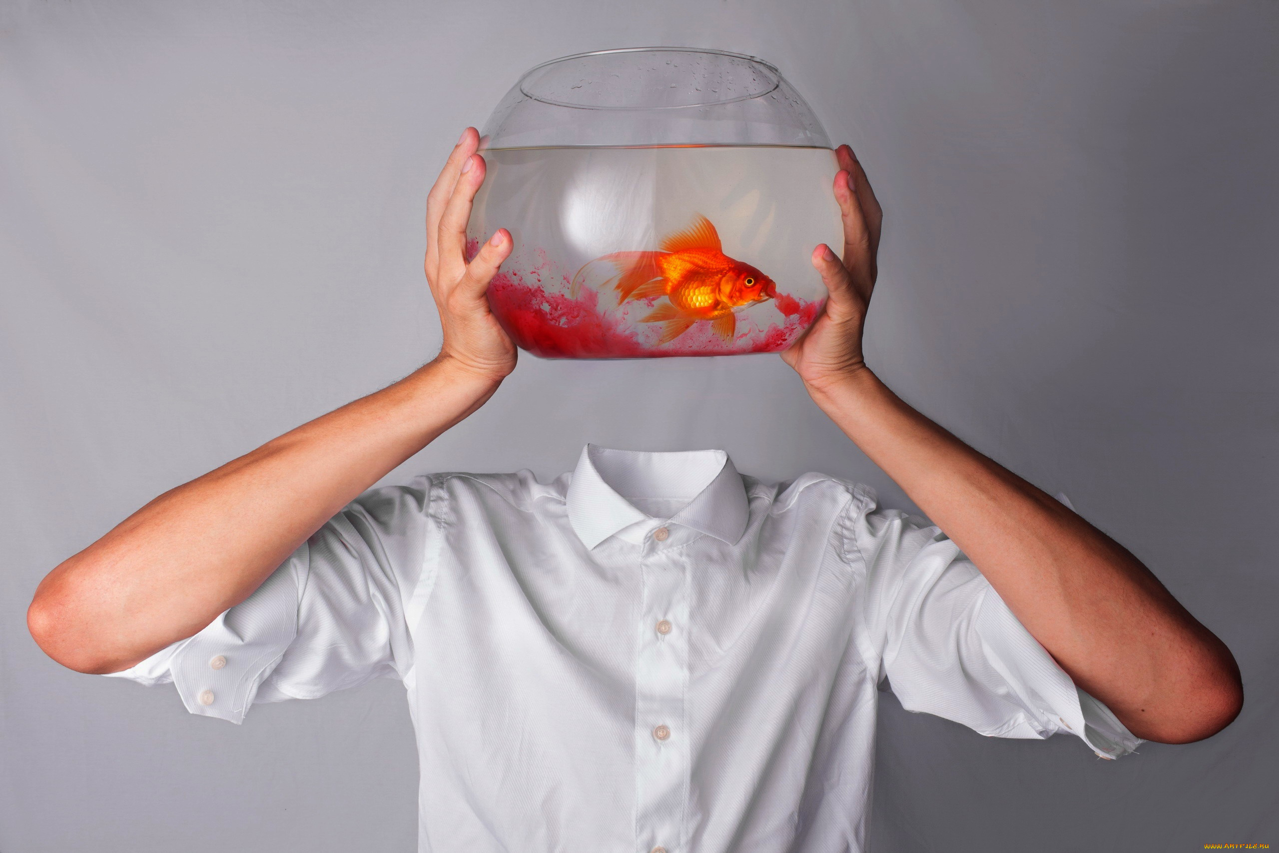 юмор, и, приколы, аквариум