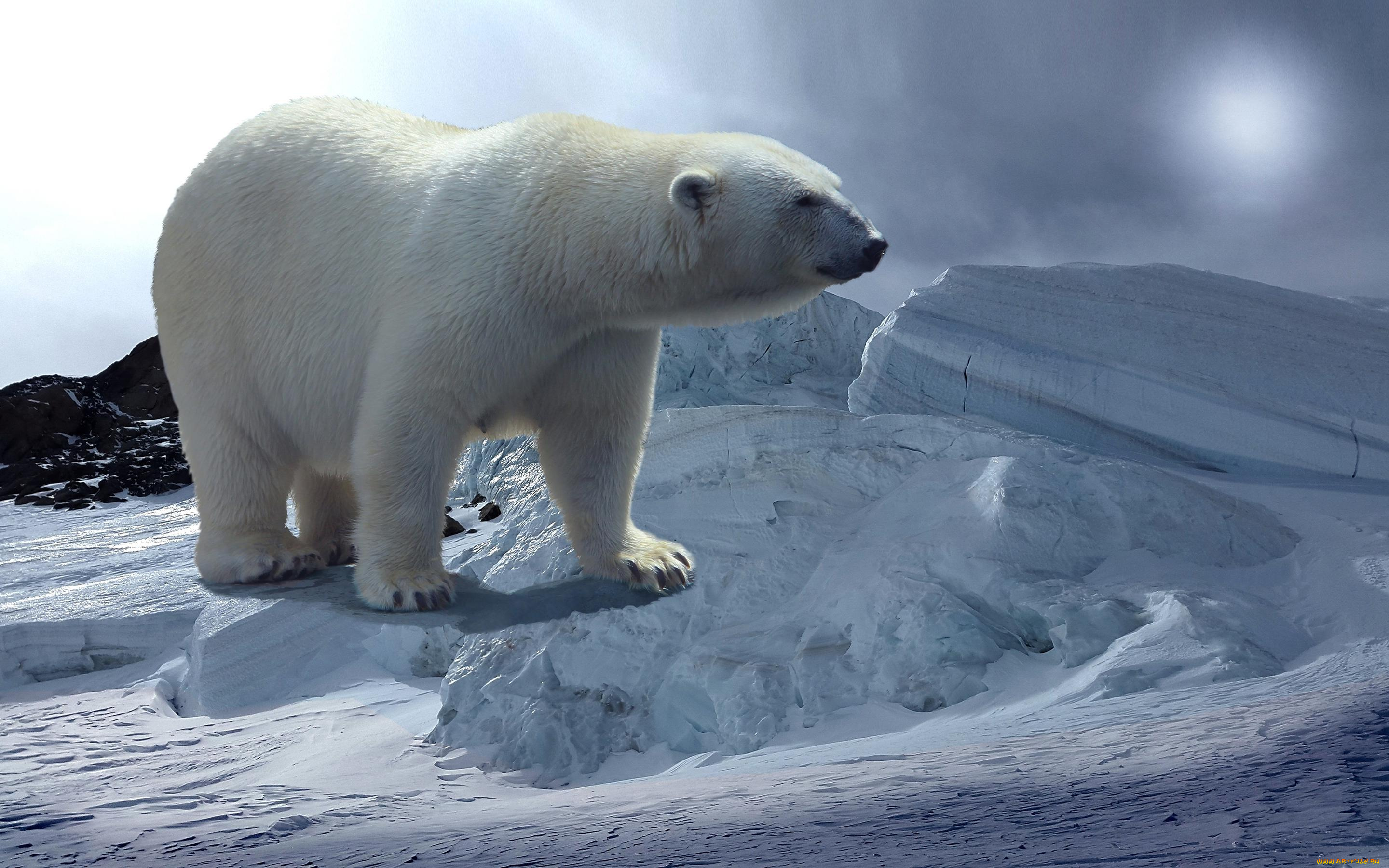 животные, медведи, медведь