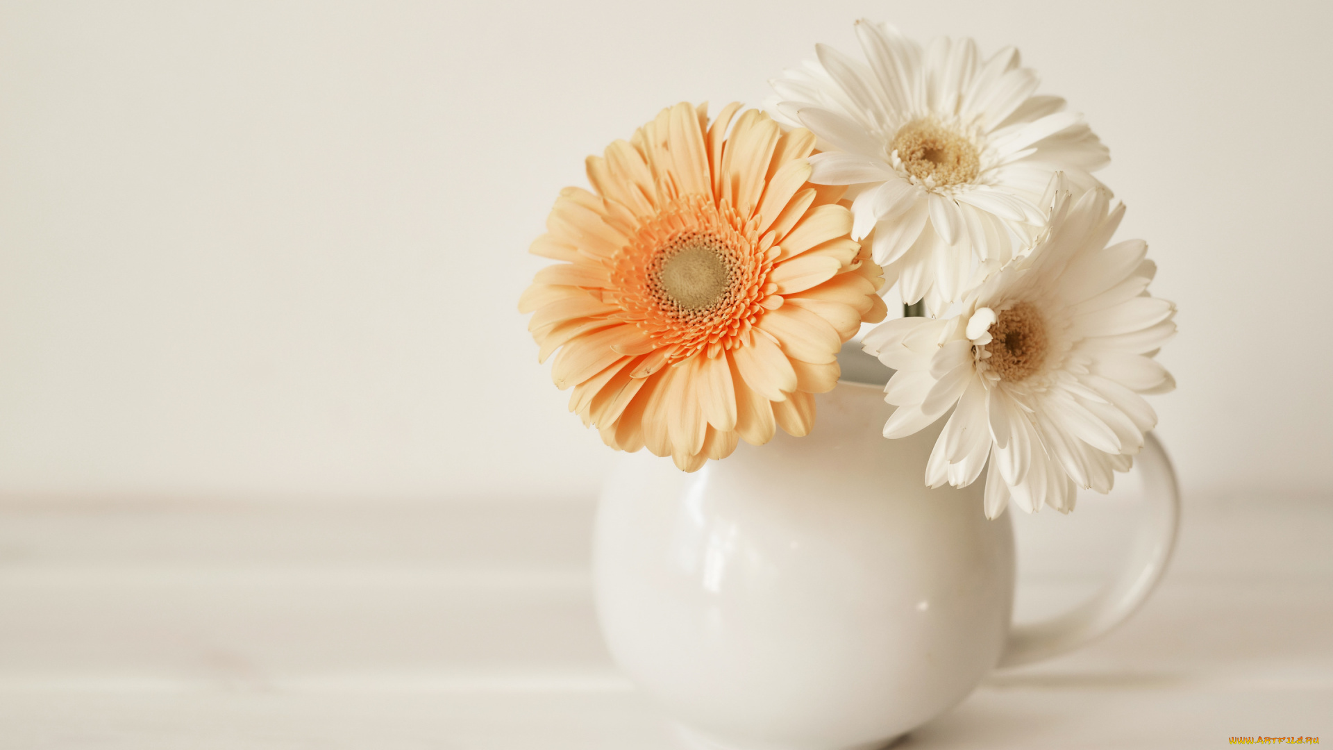 цветы, герберы, букет, ваза