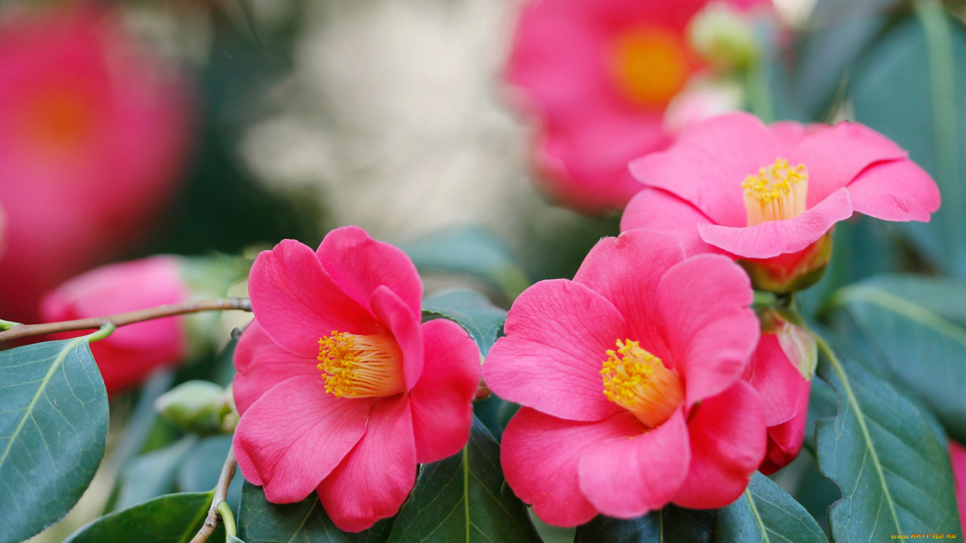 цветы, камелии, розовый