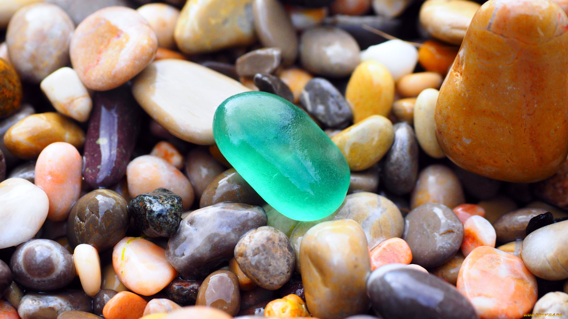 разное, ракушки, , кораллы, , декоративные, и, spa-камни