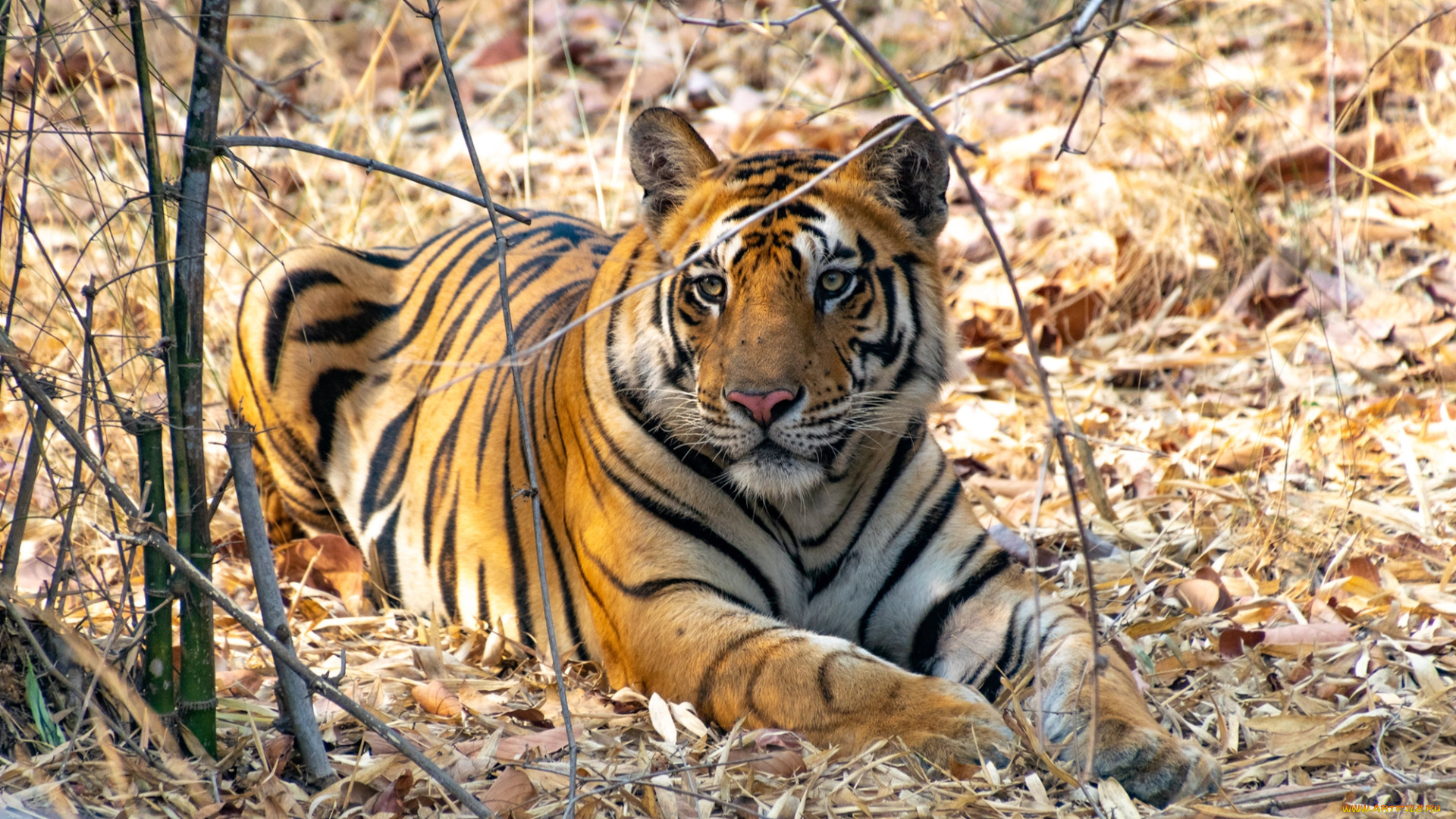 тигр, животные, тигры, хищник, кошка