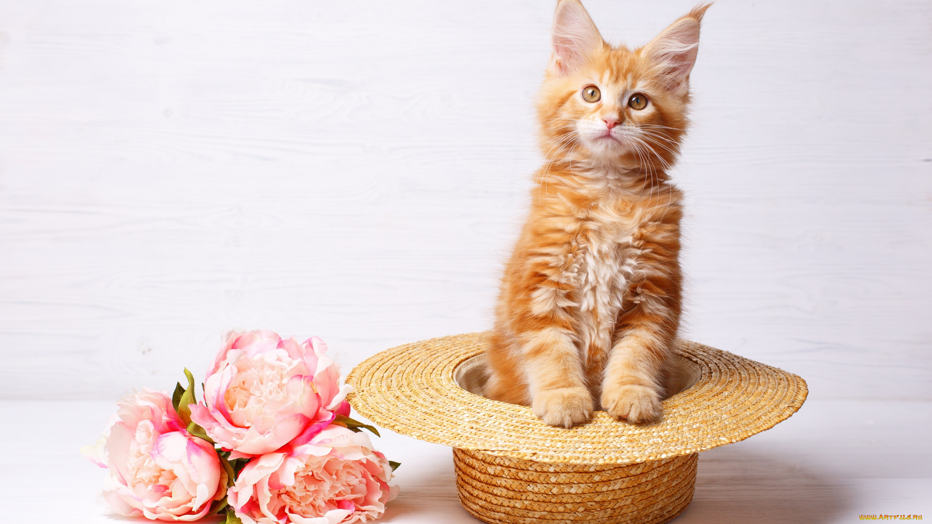 животные, коты, цветы, шляпа, киса