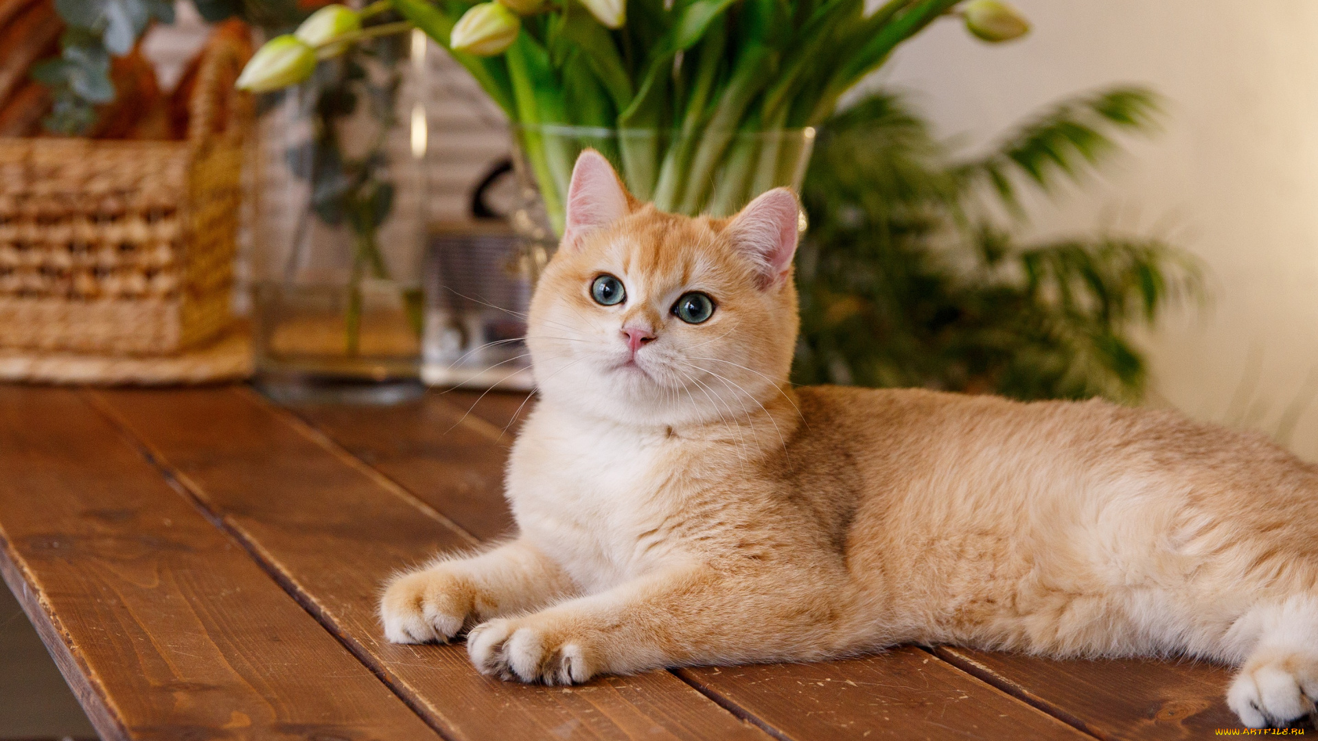 животные, коты, кошка, взгляд, цветы, стол