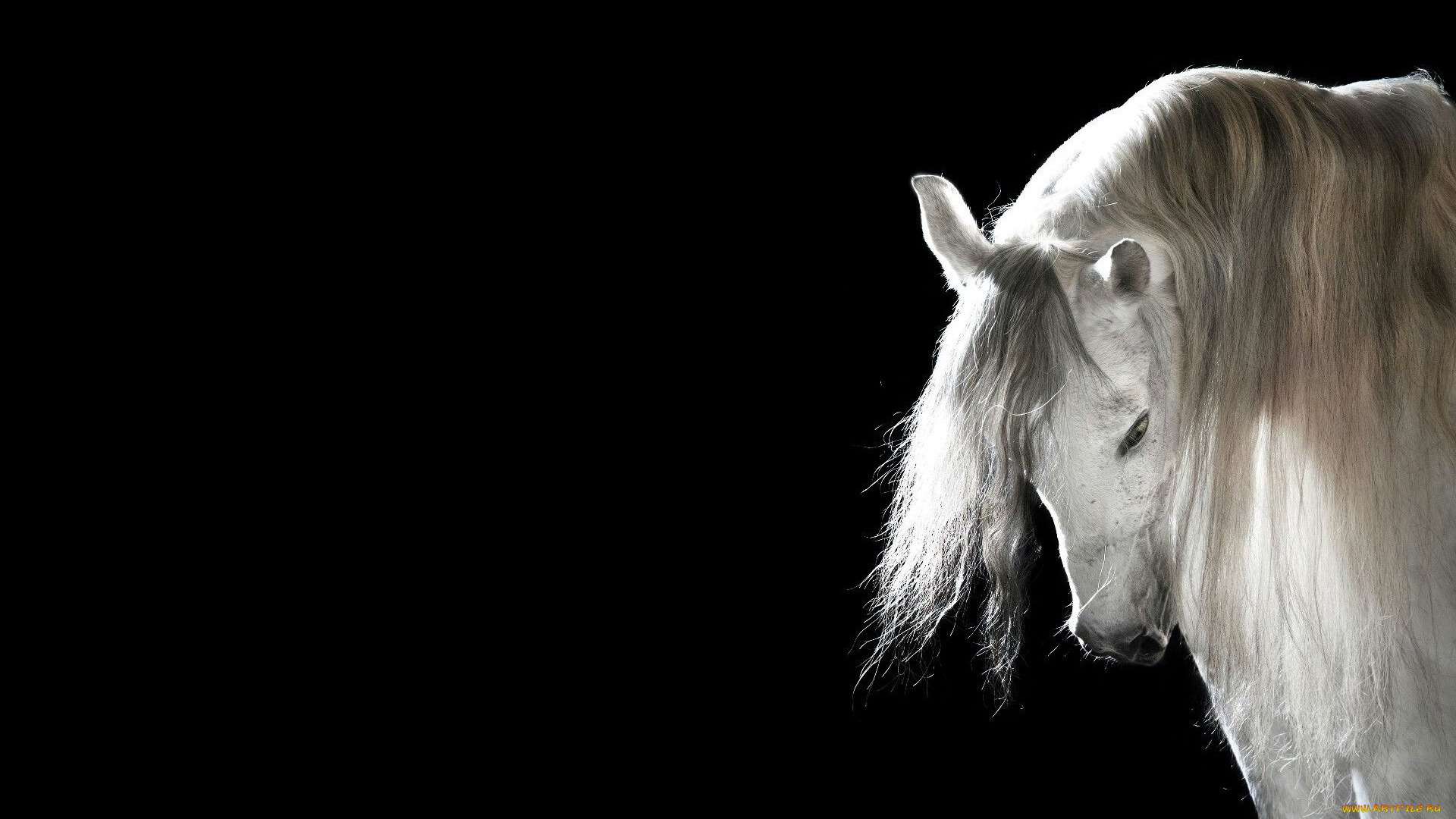 животные, лошади, конь, белый