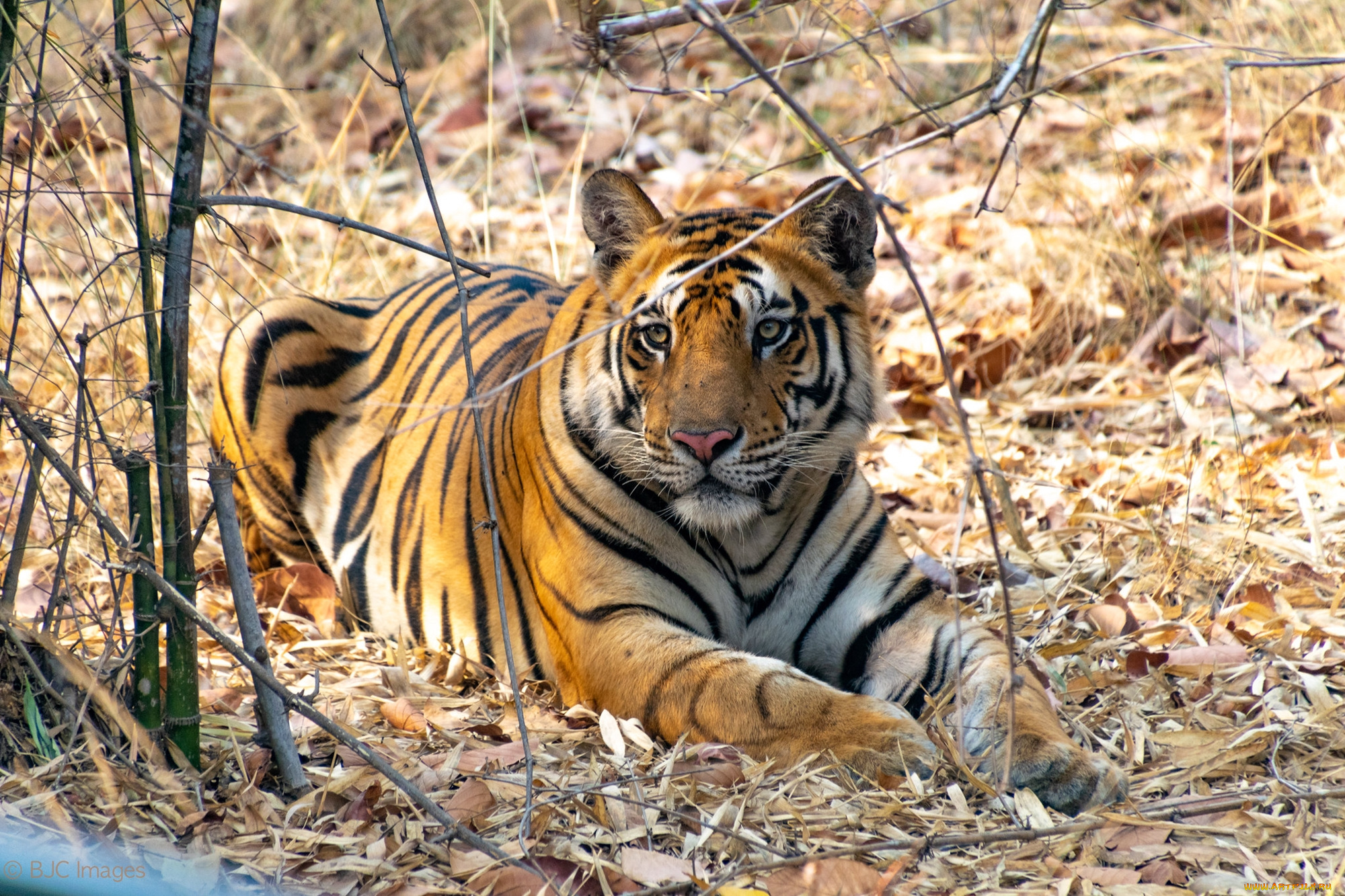тигр, животные, тигры, хищник, кошка