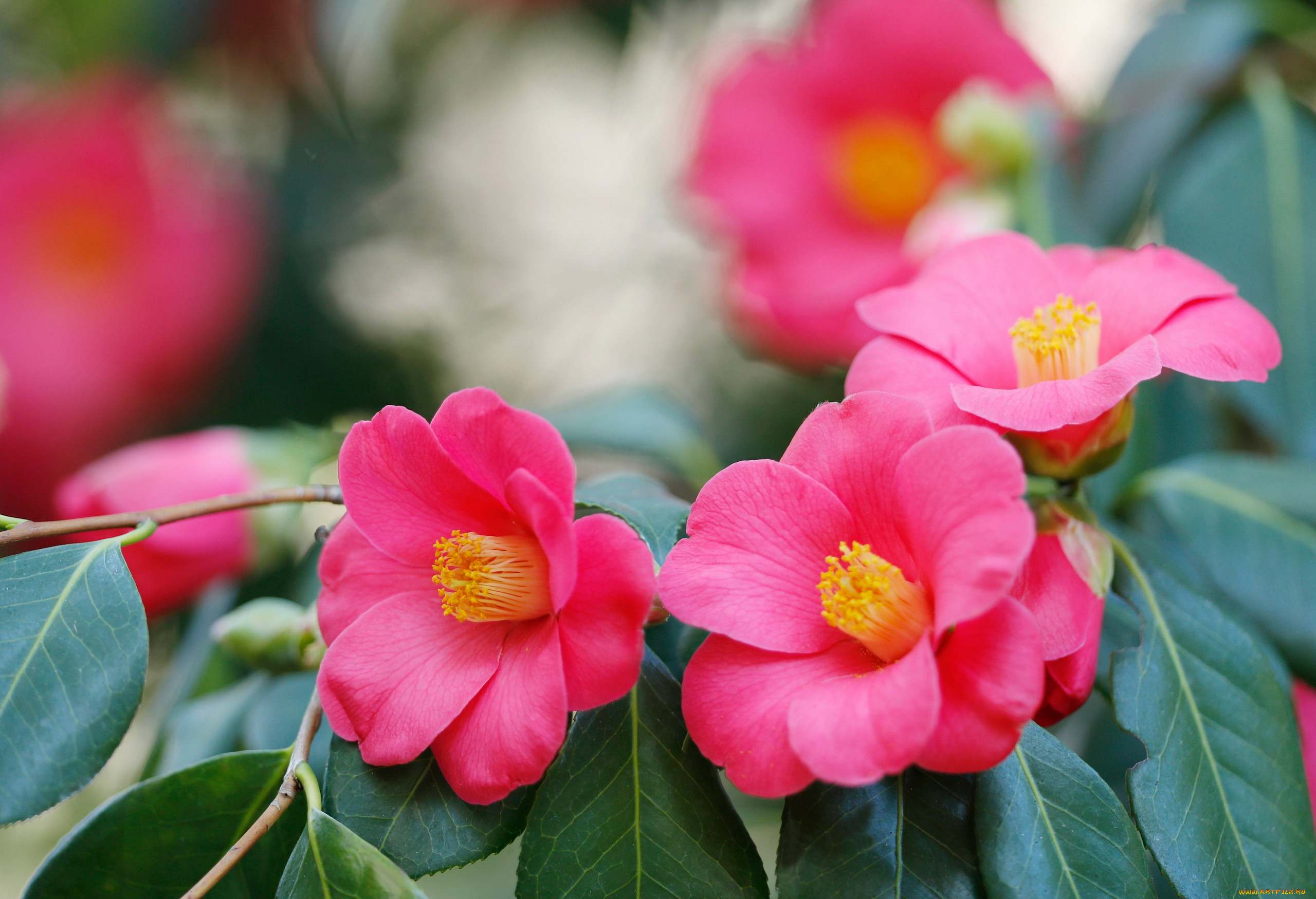 цветы, камелии, розовый