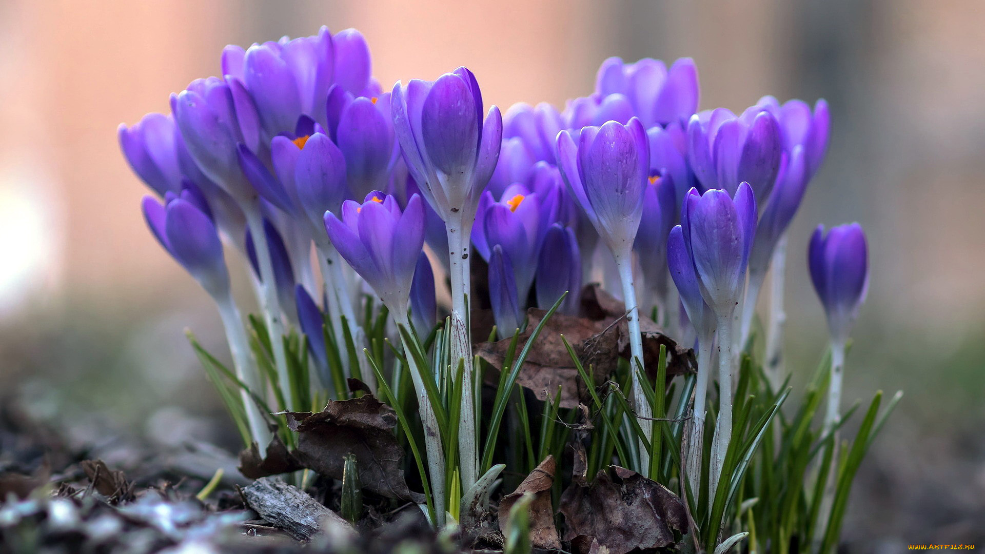 цветы, крокусы, первоцветы, весна, лиловые