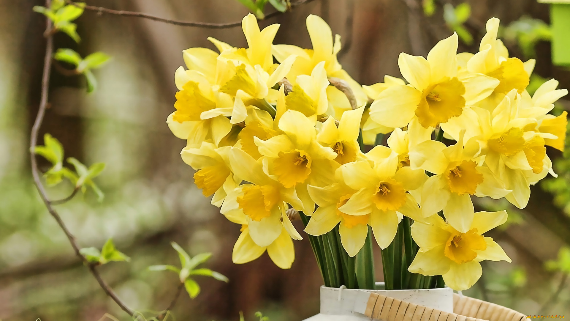 цветы, нарциссы, букет, желтые