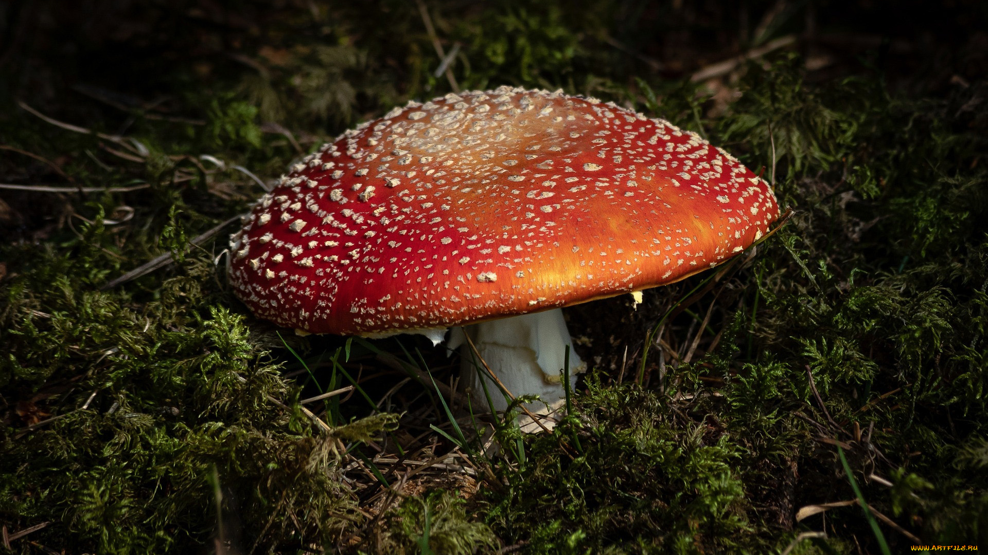 природа, грибы, , мухомор, мухомор