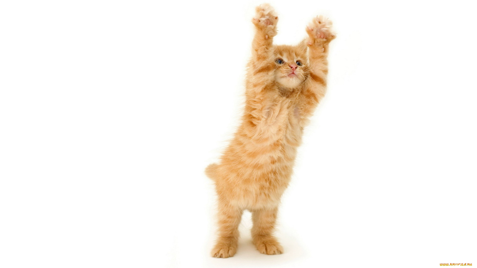 животные, коты, котенок, рыжий