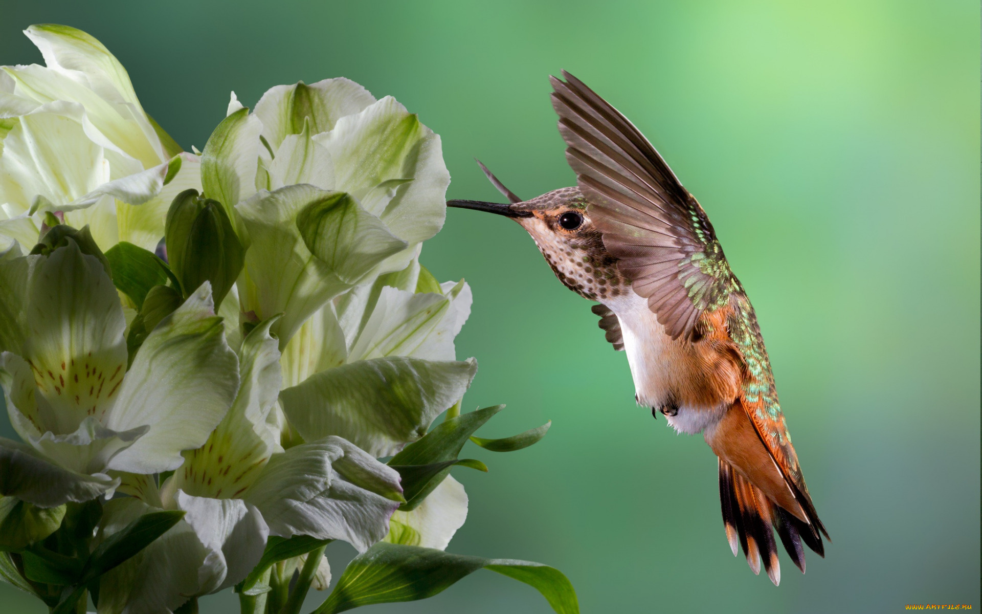 колибри, животные, самая, маленькая, птица, в, мире, да, само, название, птицы, очень, красивое, королева, нектара