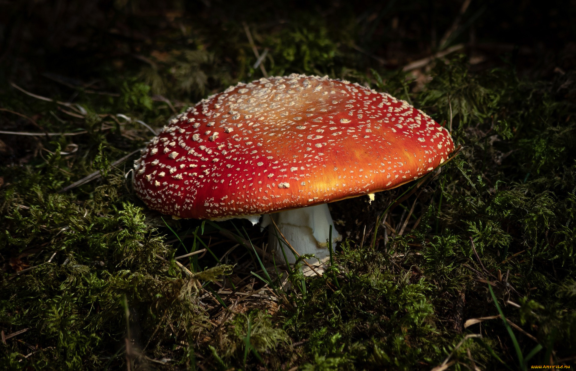 природа, грибы, , мухомор, мухомор
