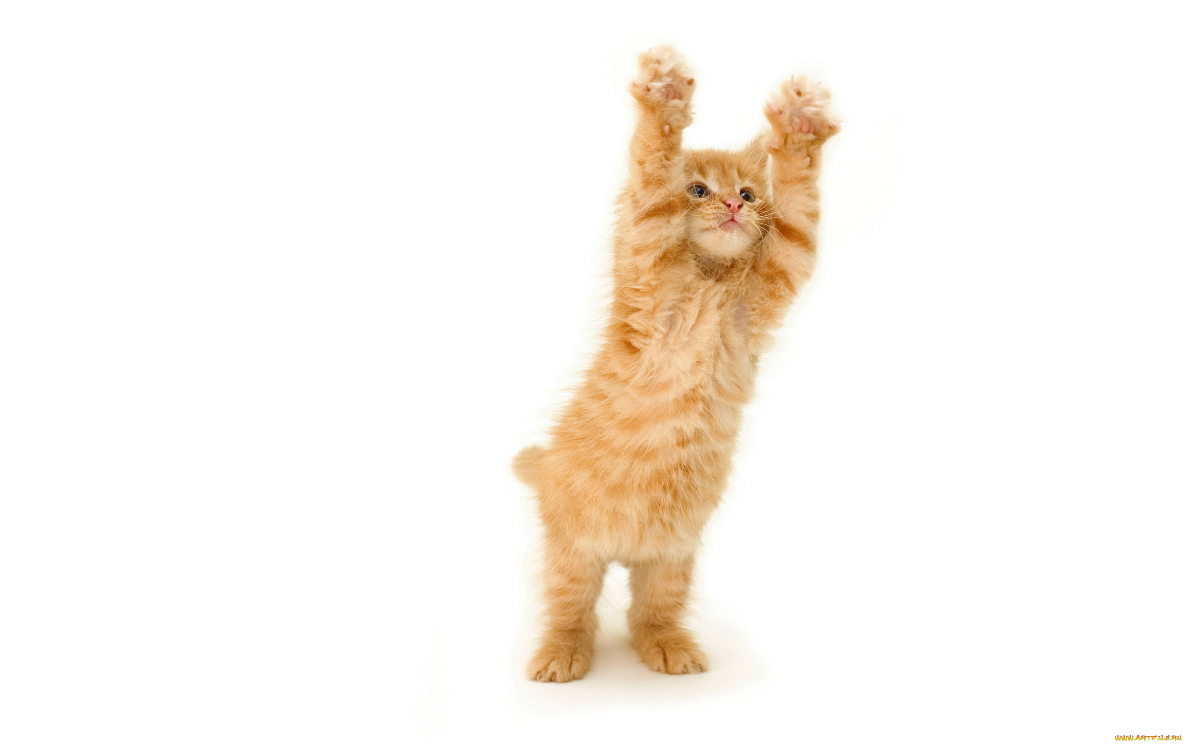 животные, коты, котенок, рыжий