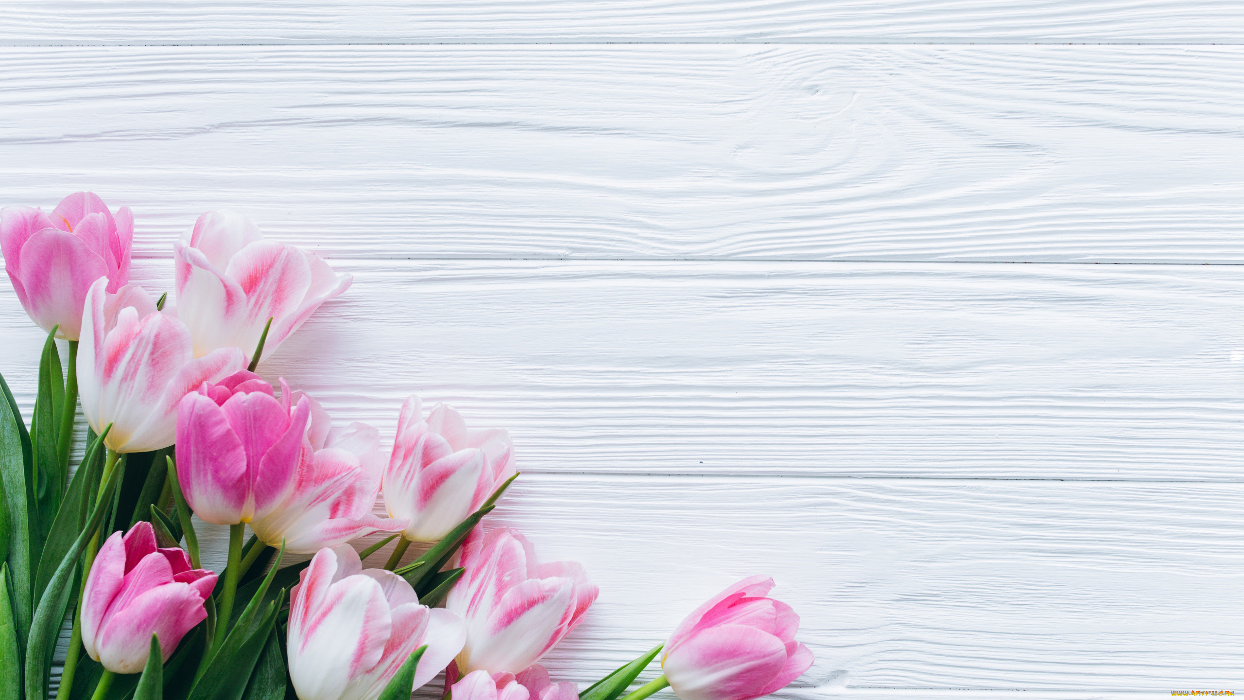 цветы, тюльпаны, разноцветные, бутоны