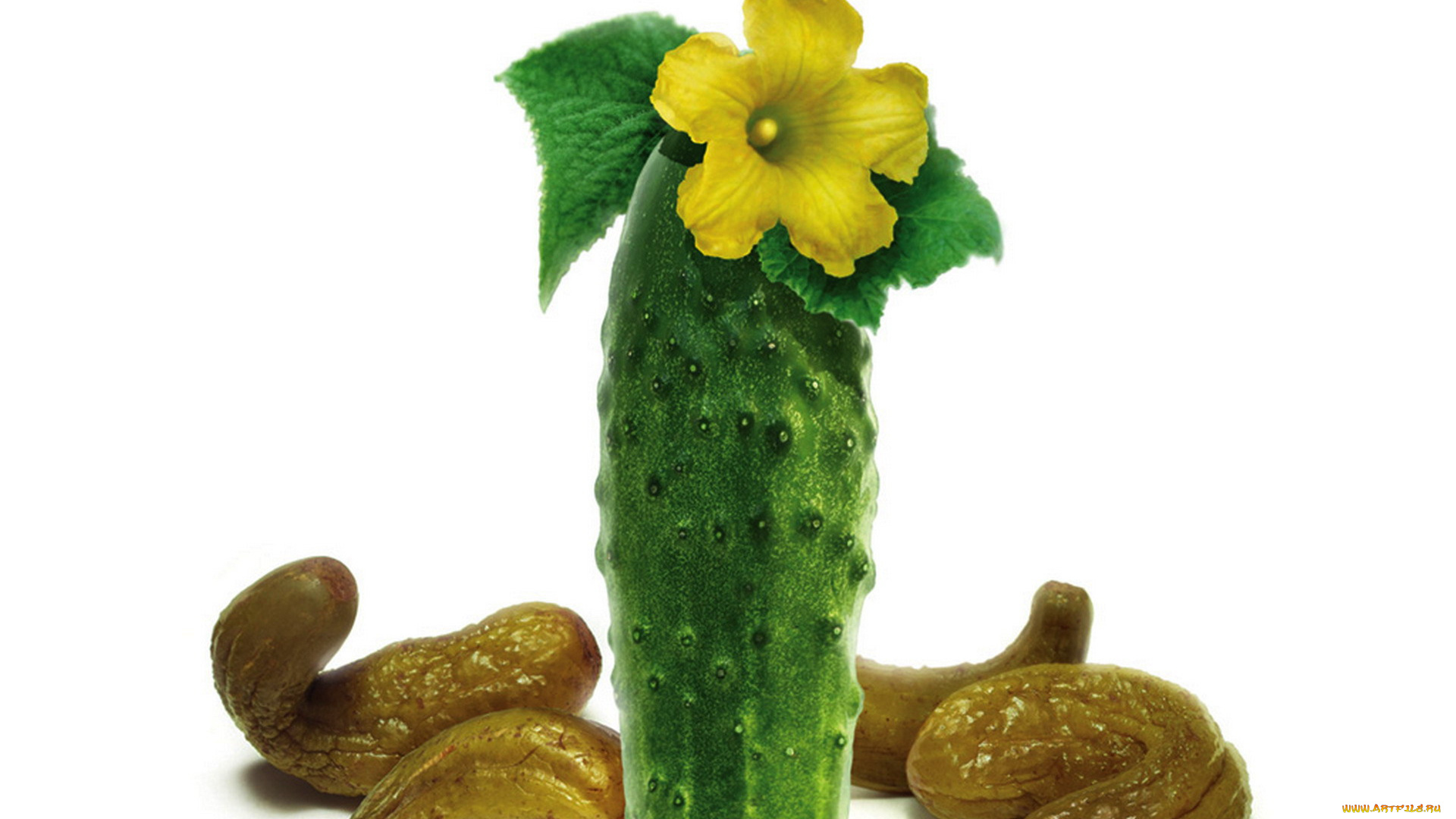 еда, огурцы, огуречный, цветок, огурец, свежий, соленый