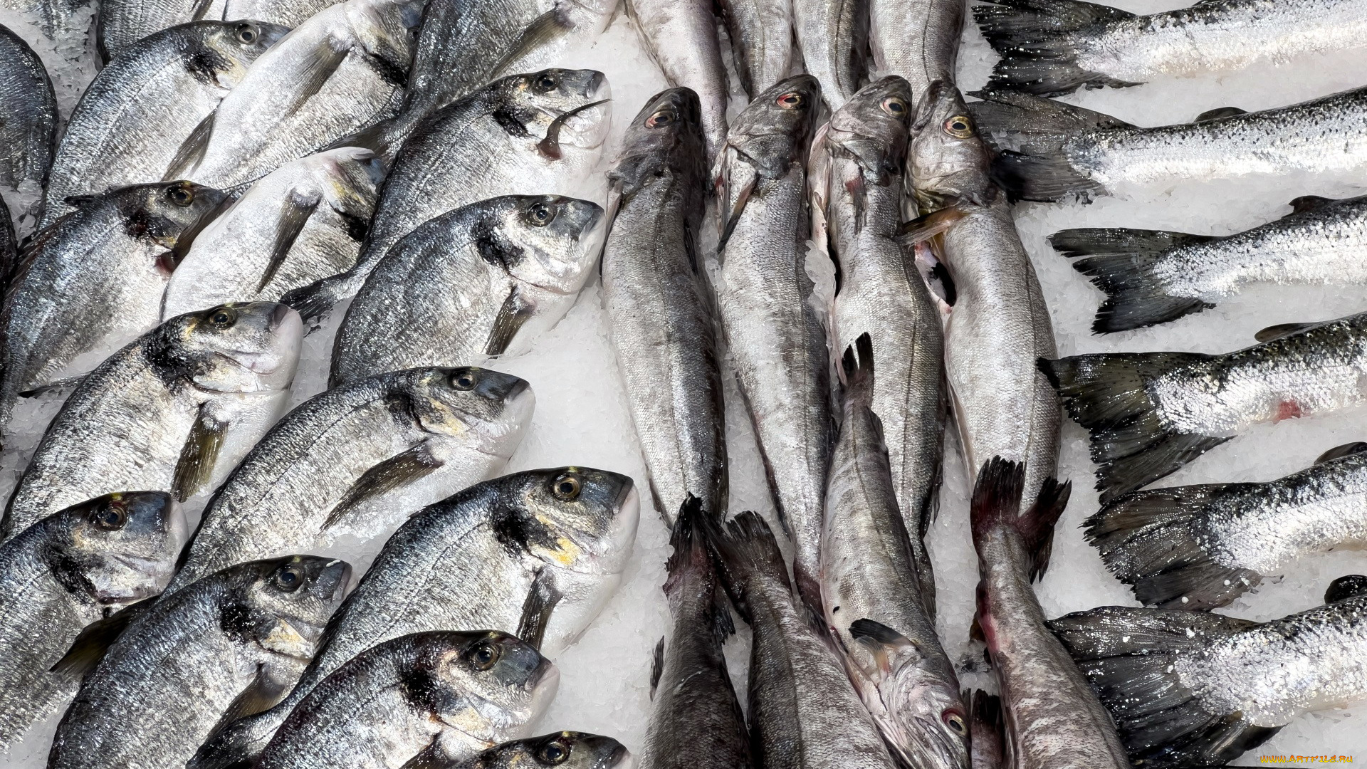 еда, рыба, , морепродукты, , суши, , роллы, свежая