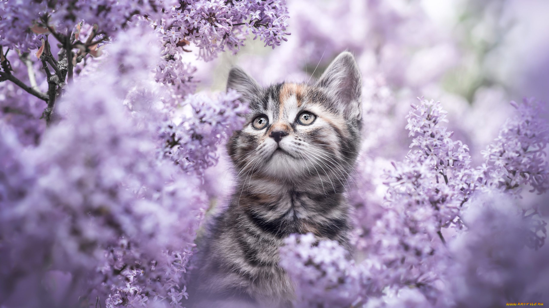 животные, коты, кошка, цветы, ветки, котенок, серый, портрет, весна, сад, милый, мордашка, сидит, полосатый, цветение, кусты, сирень, сиреневые