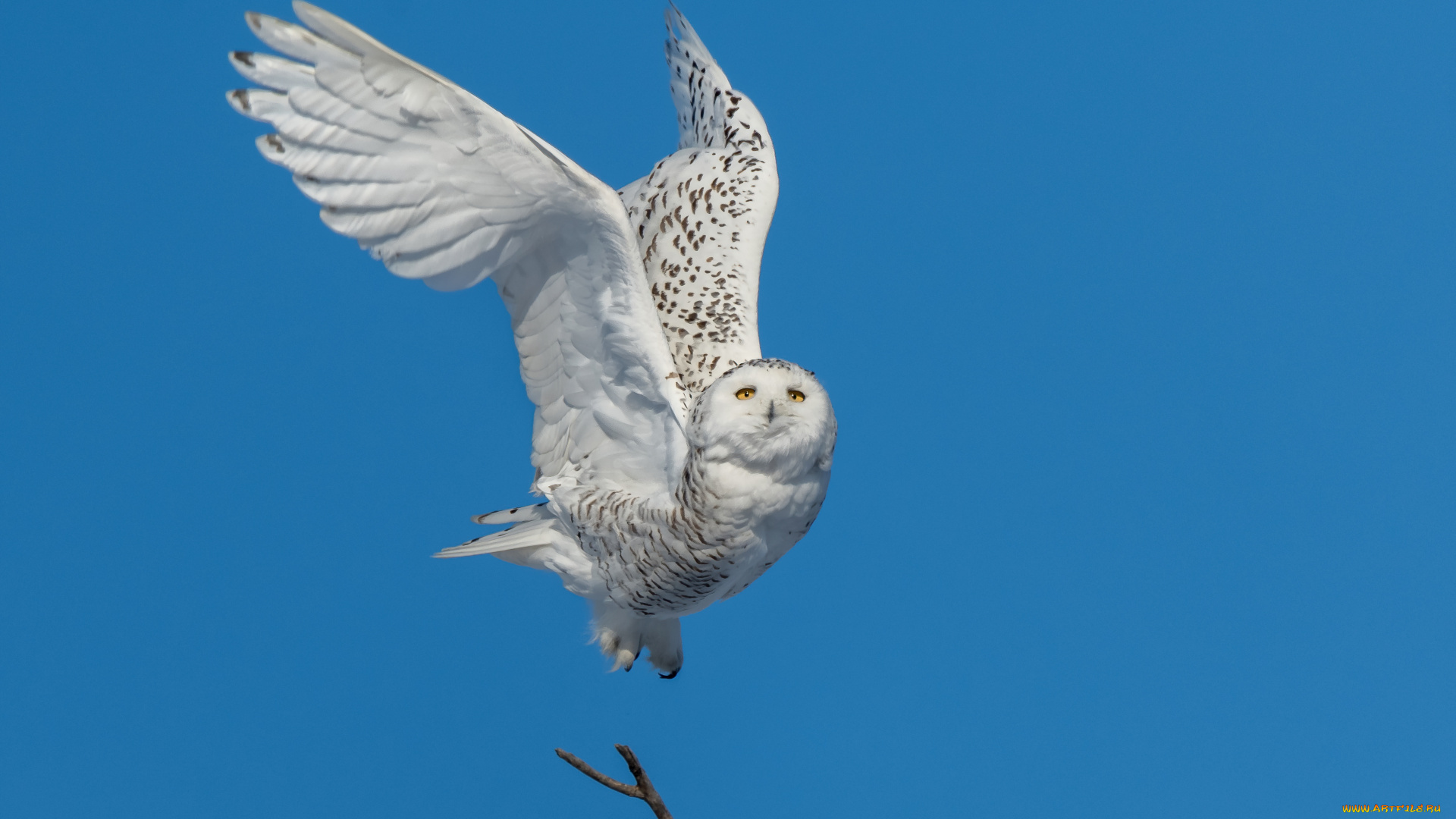 животные, совы, небо, полет, синева, сова, птица, голубой, фон, полярная, размах, крыльев