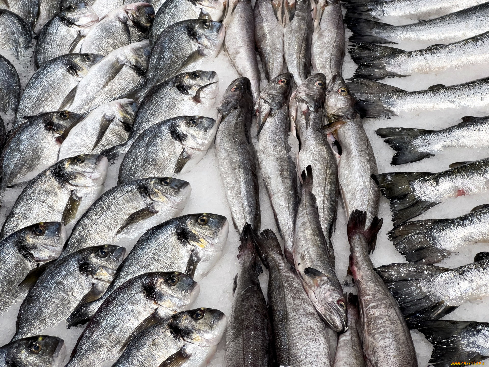 еда, рыба, , морепродукты, , суши, , роллы, свежая