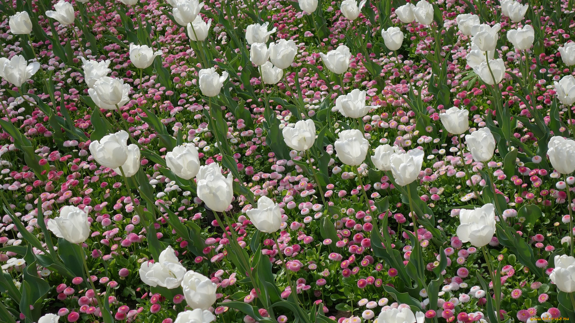 цветы, разные, вместе, тюльпаны, маргаритки