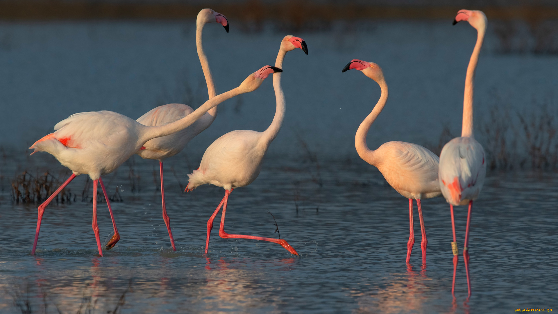 животные, фламинго