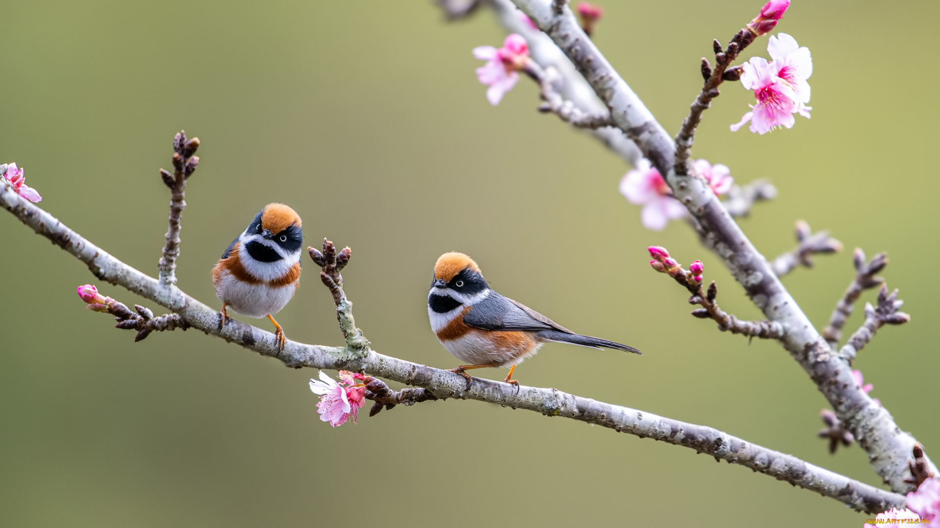 животные, птицы