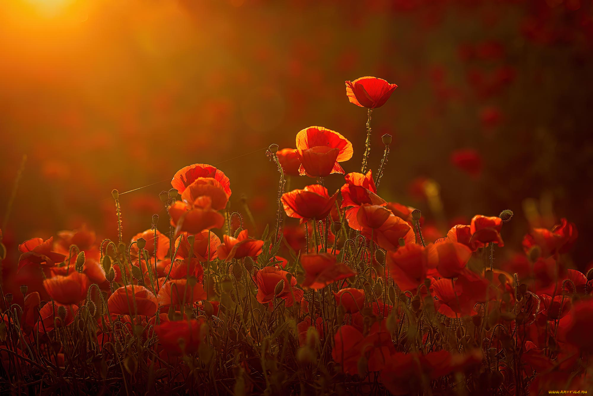 цветы, маки