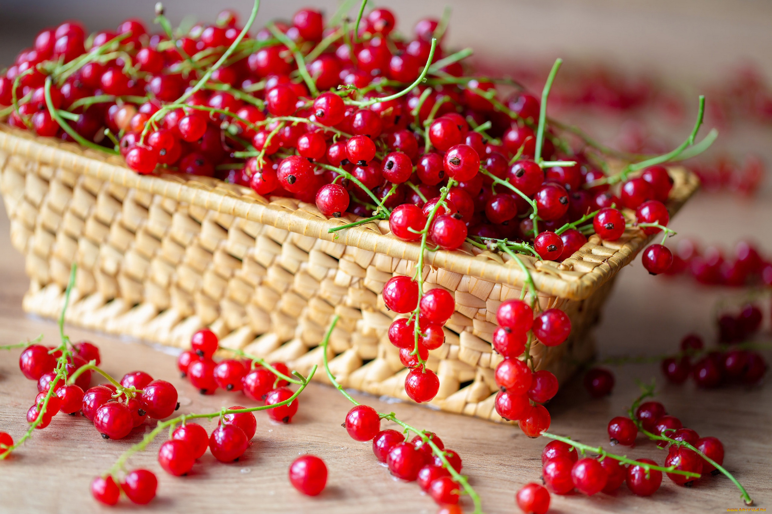 еда, смородина, ягоды