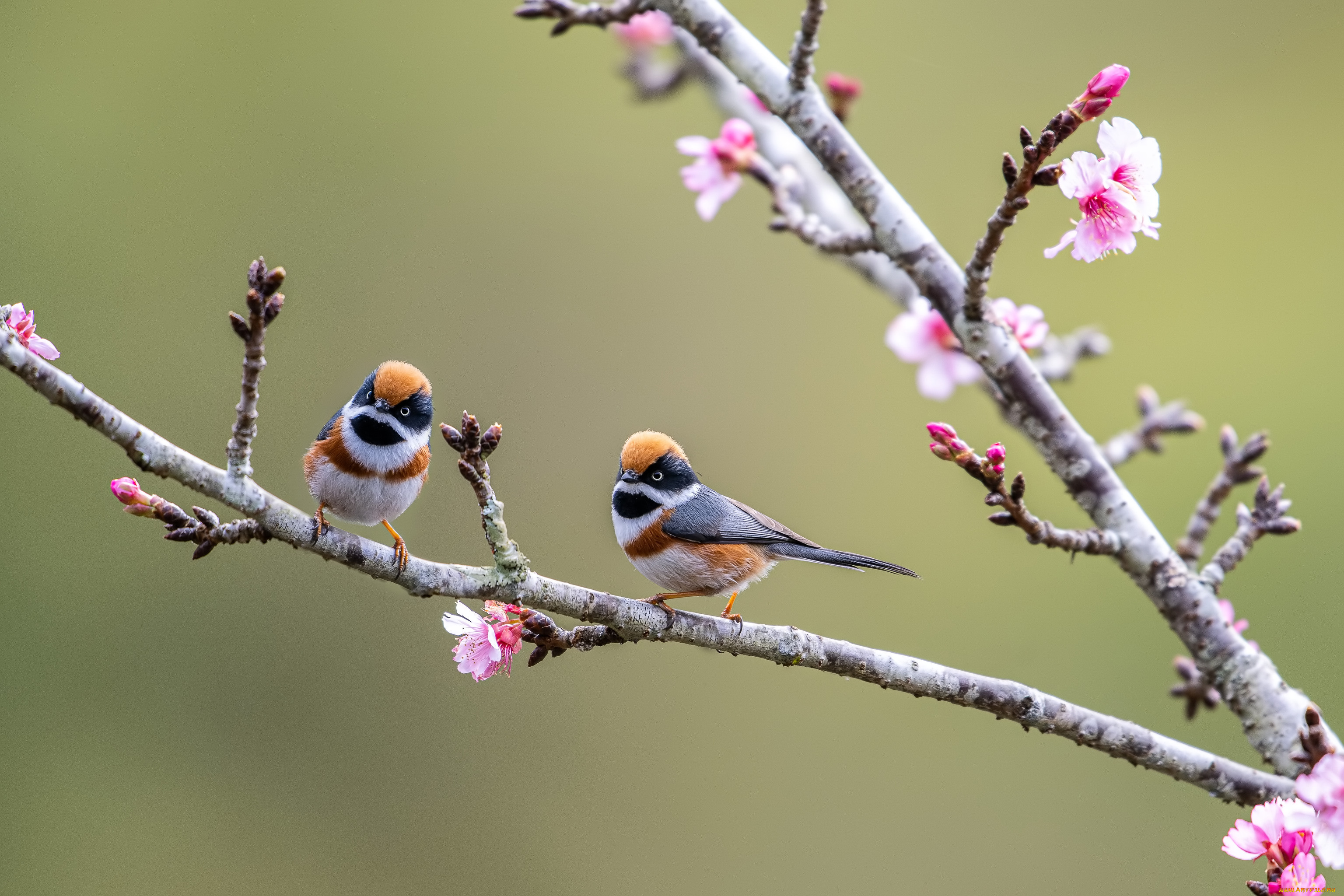 животные, птицы