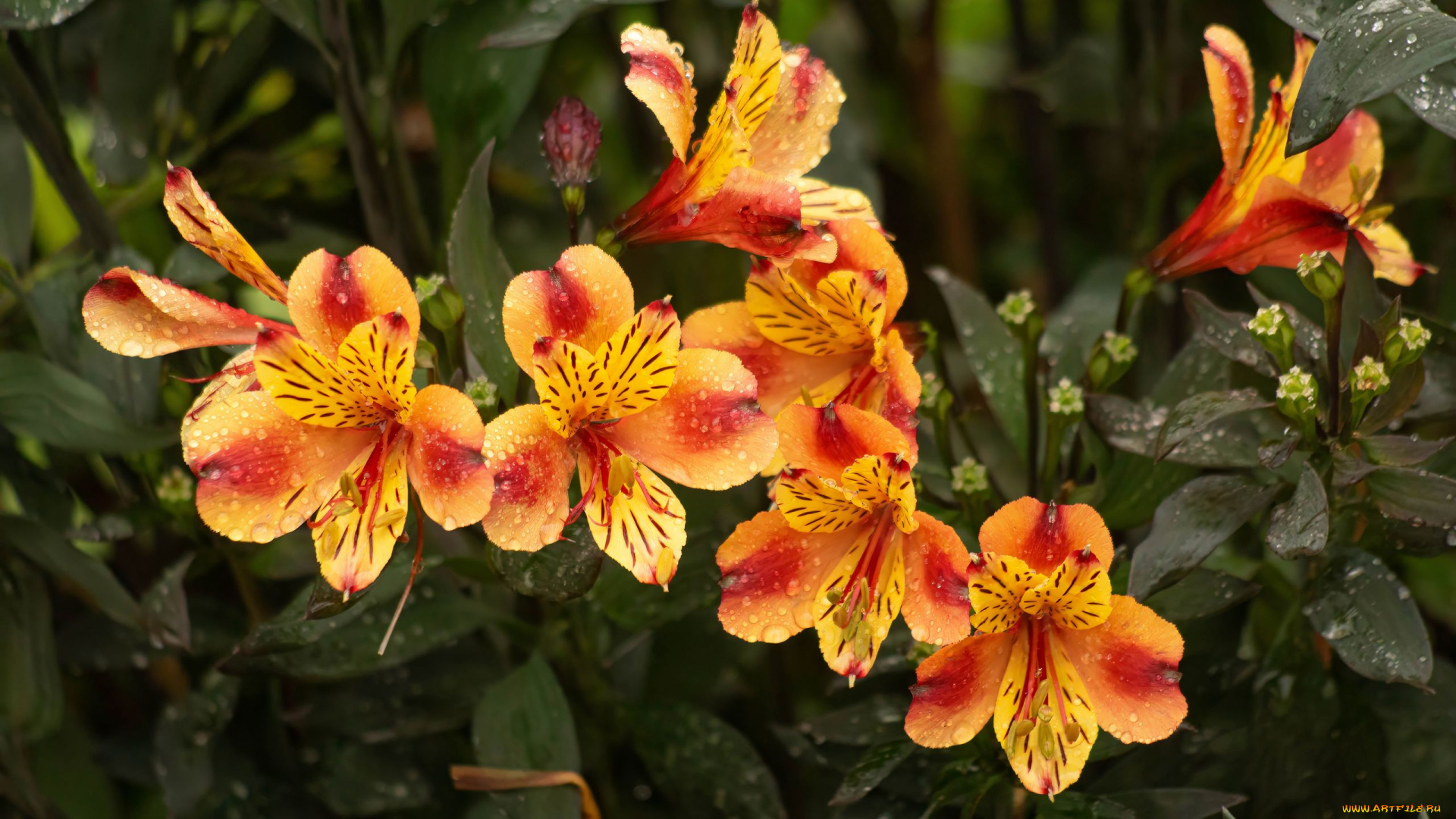 цветы, альстромерия, пестрая, капли