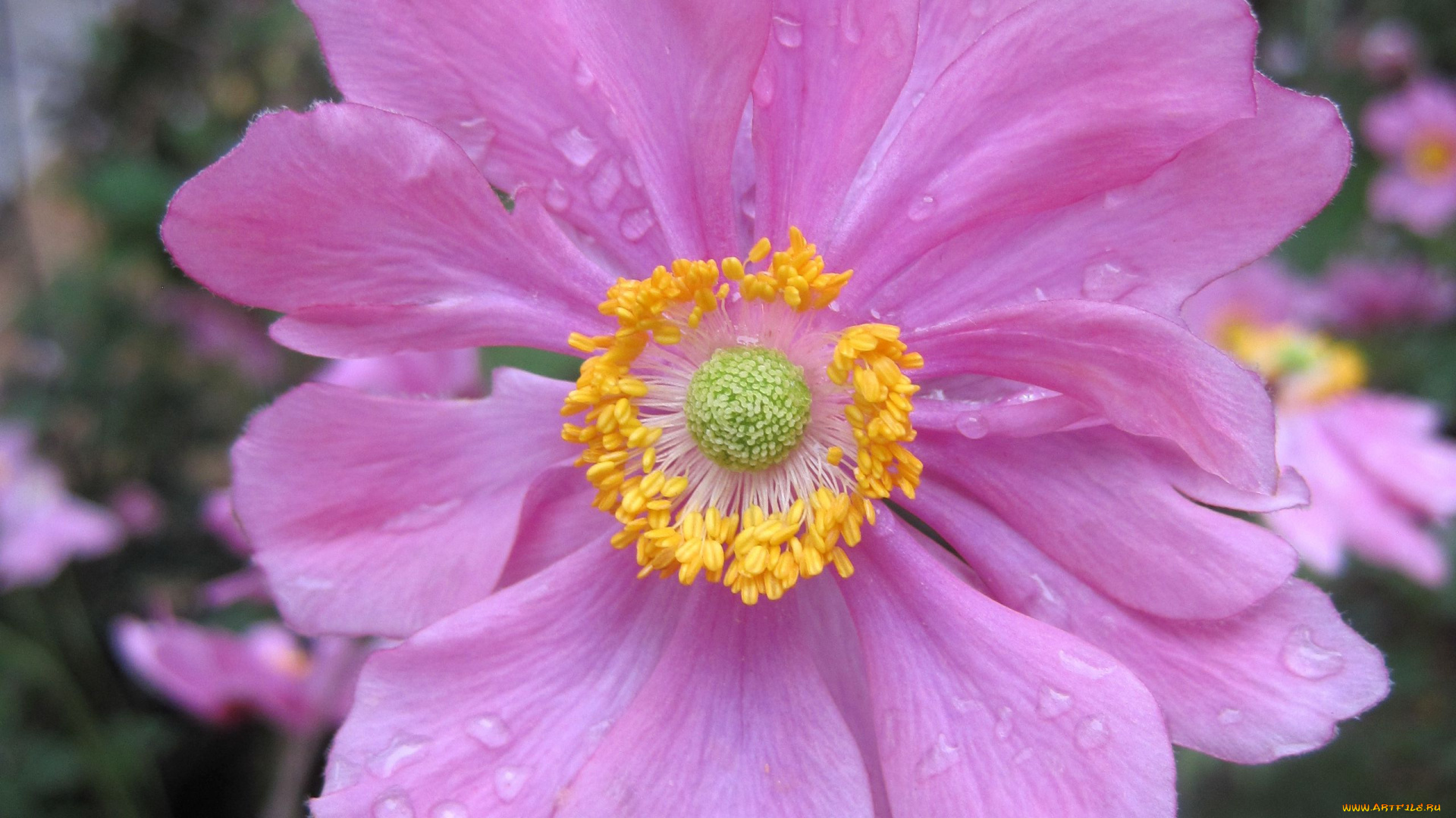 цветы, анемоны, , сон-трава, розовый, анемон, макро, капли