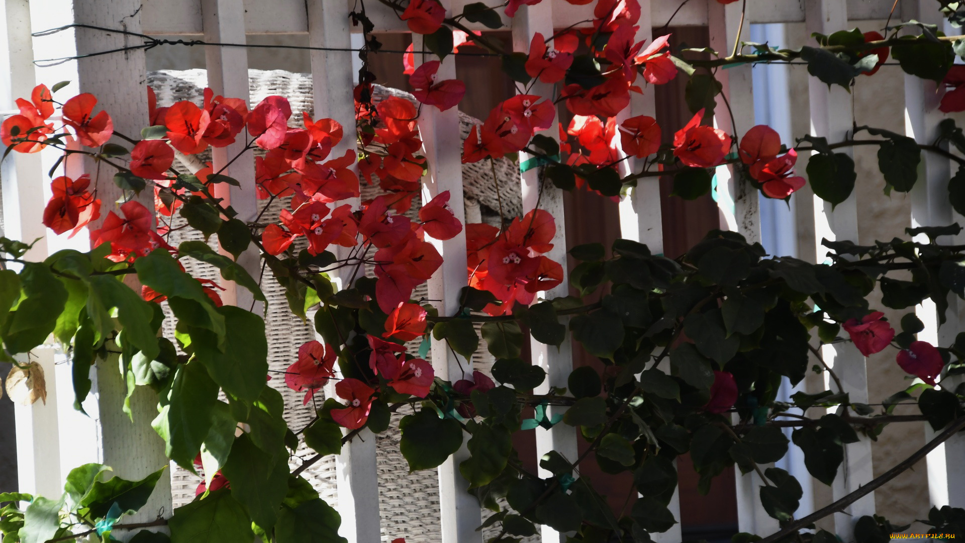 цветы, бугенвиллея, красная, бугенвилея, листья