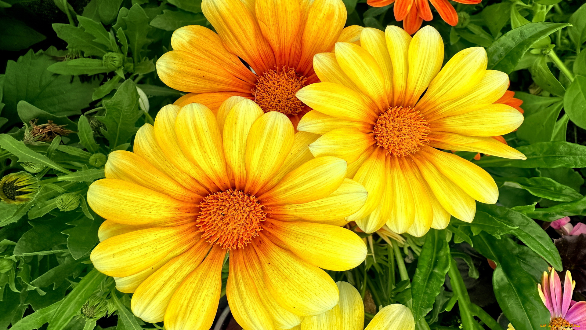 цветы, газания, желтая, макро