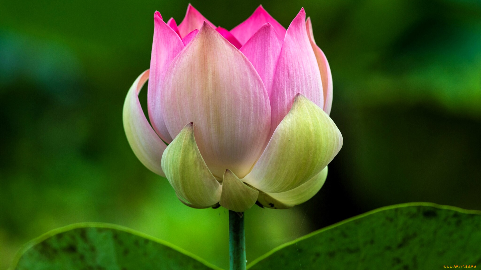 цветы, лотосы, лотос, розовый, листья