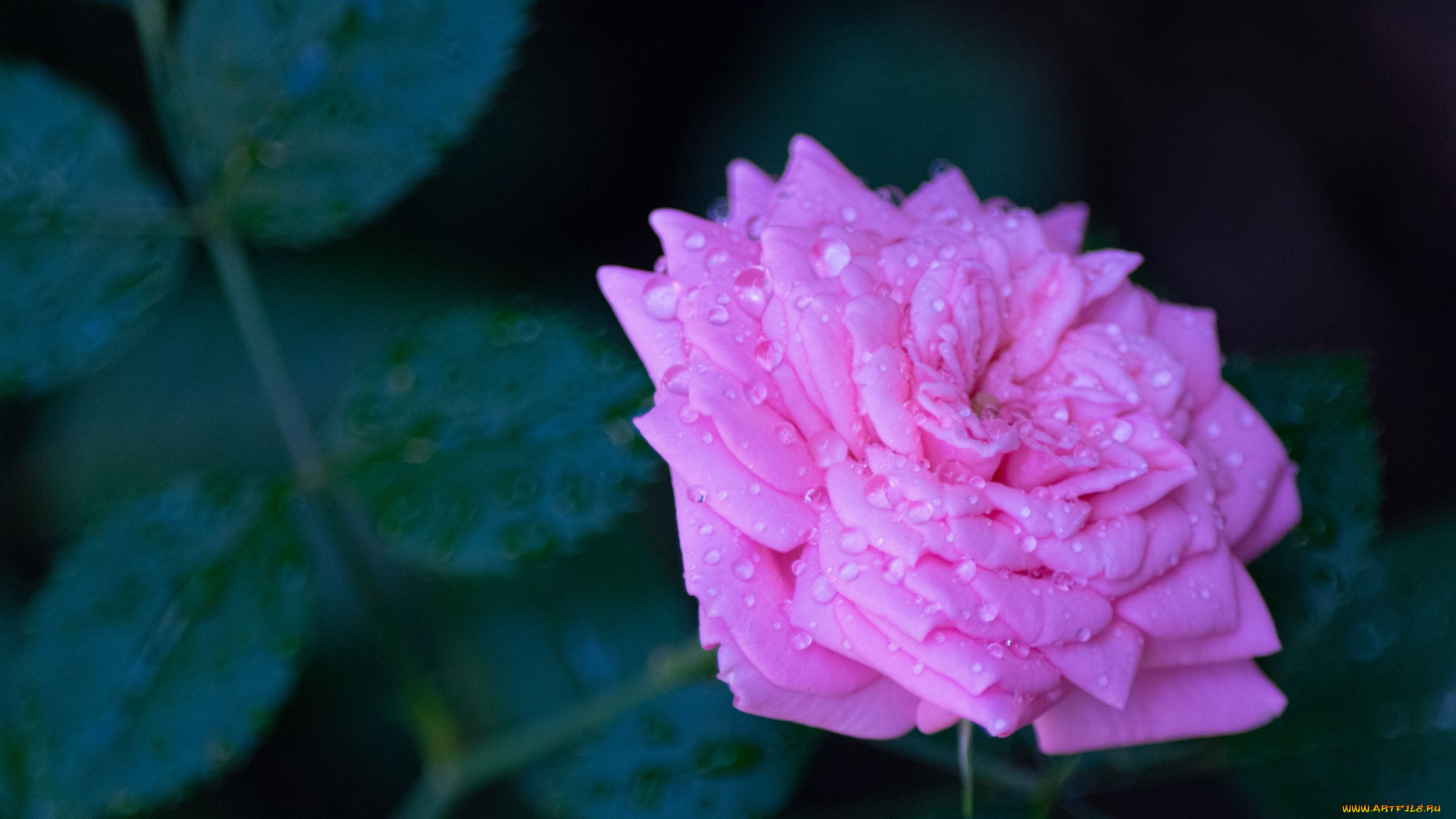 цветы, розы, капли, роза, розовая