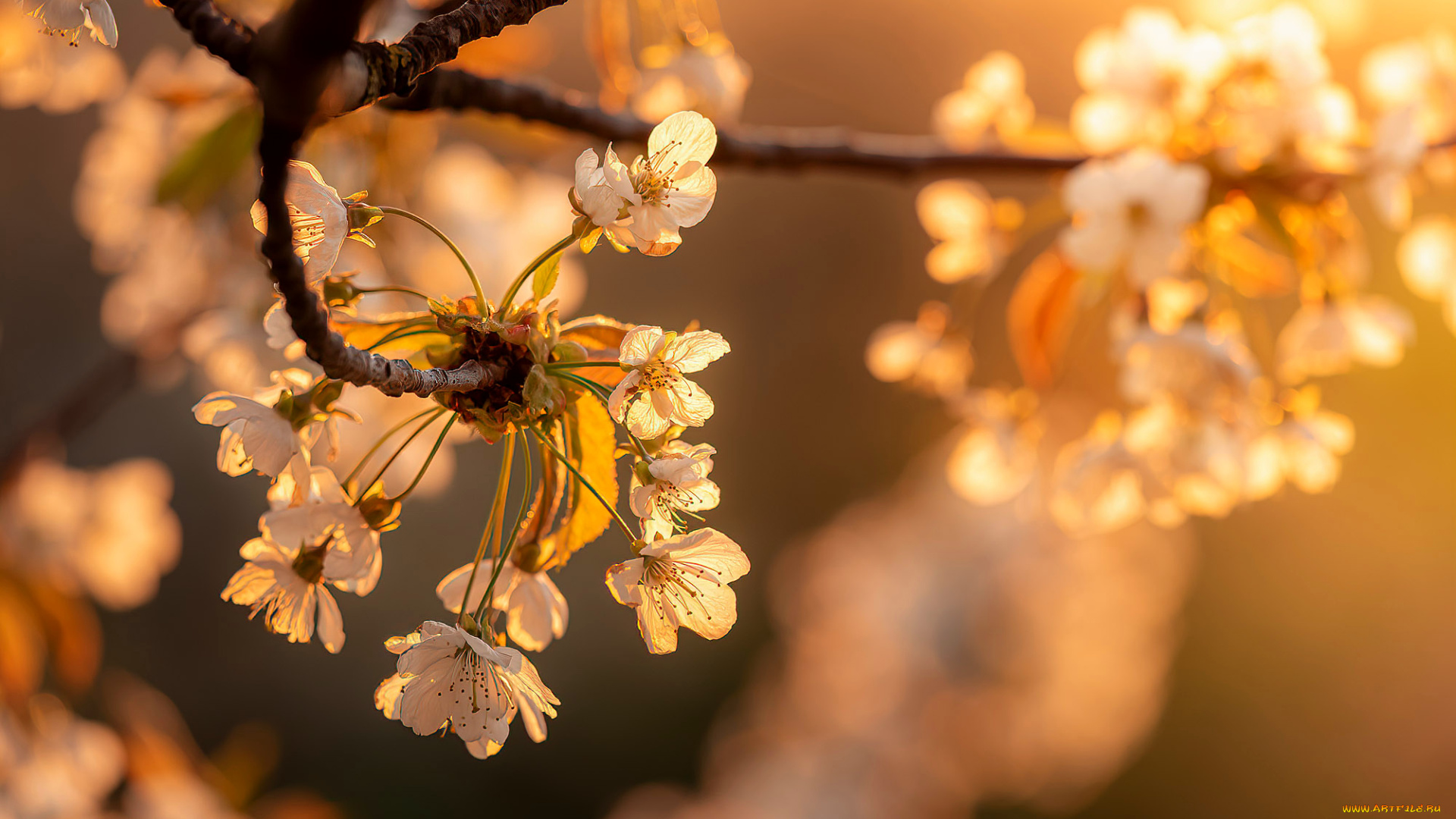 цветы, сакура, , вишня, весна