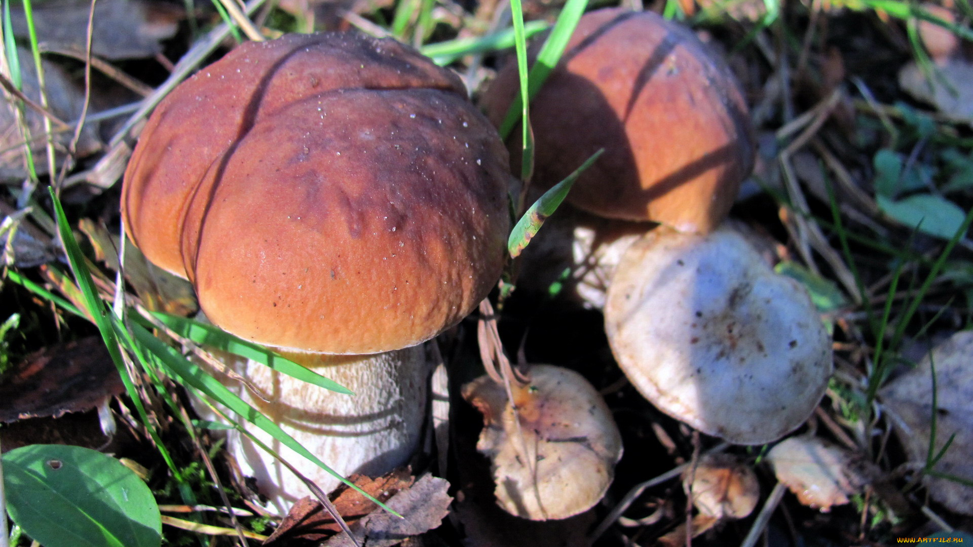 природа, грибы, боровики