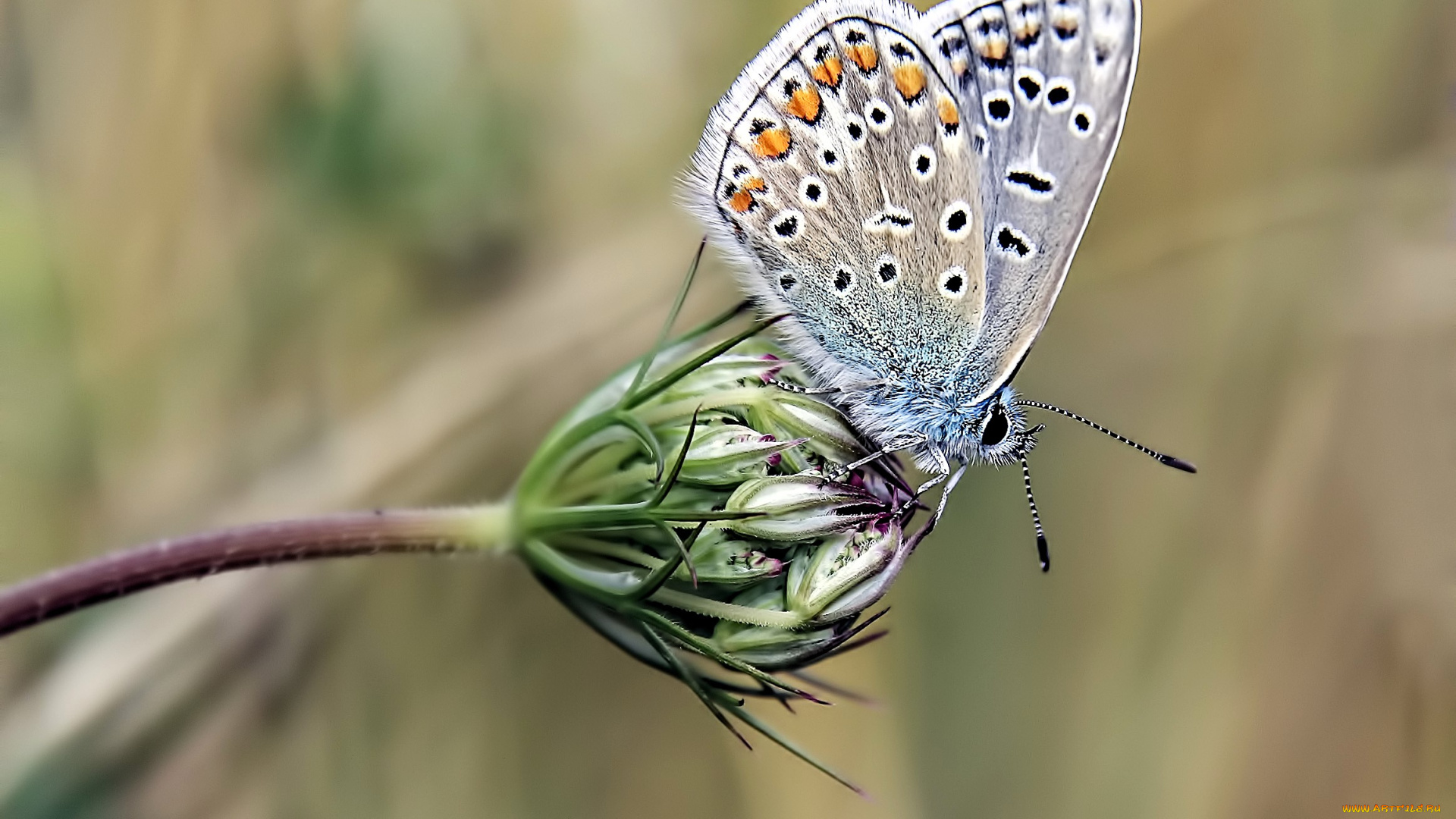 животные, бабочки, , мотыльки, , моли, бабочка, цветок