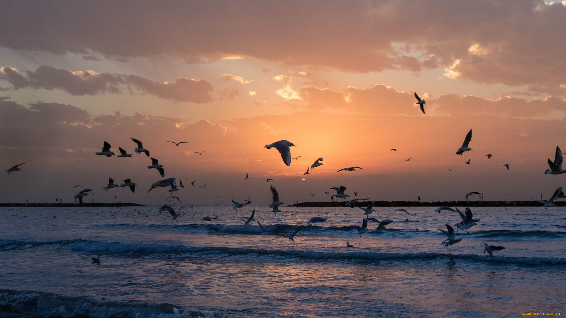 животные, чайки, , бакланы, , крачки, птицы