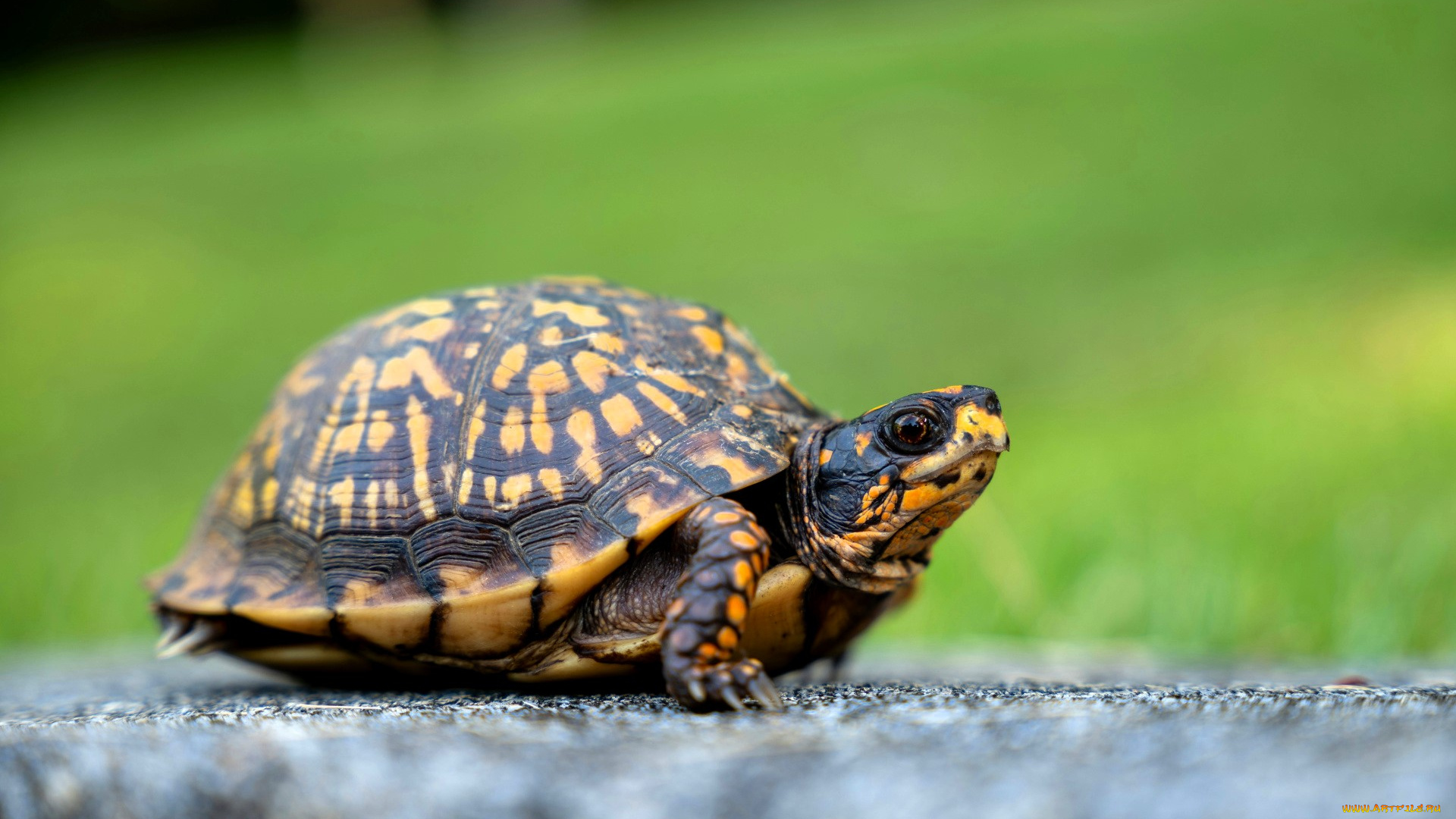 животные, черепахи, черепаха, лужайка