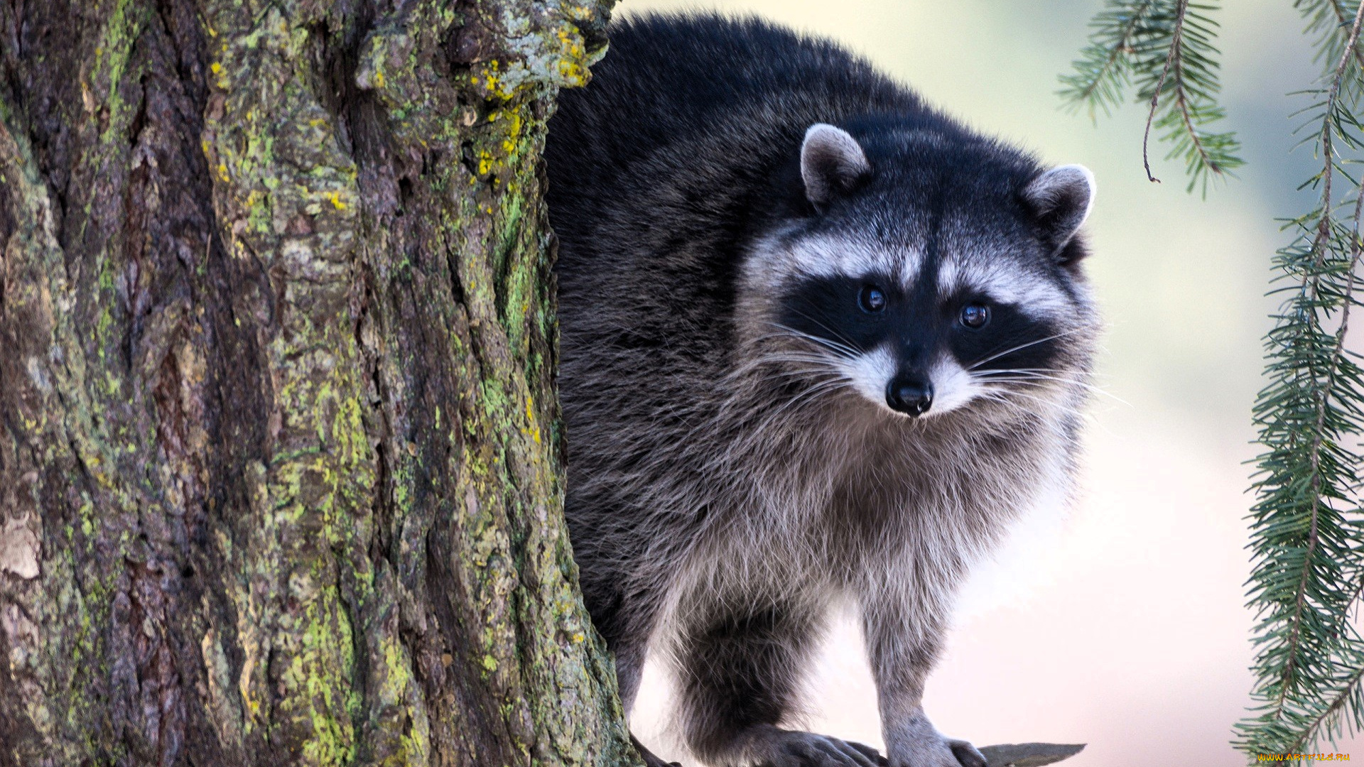 животные, еноты, енот, дерево, снег, хвоя