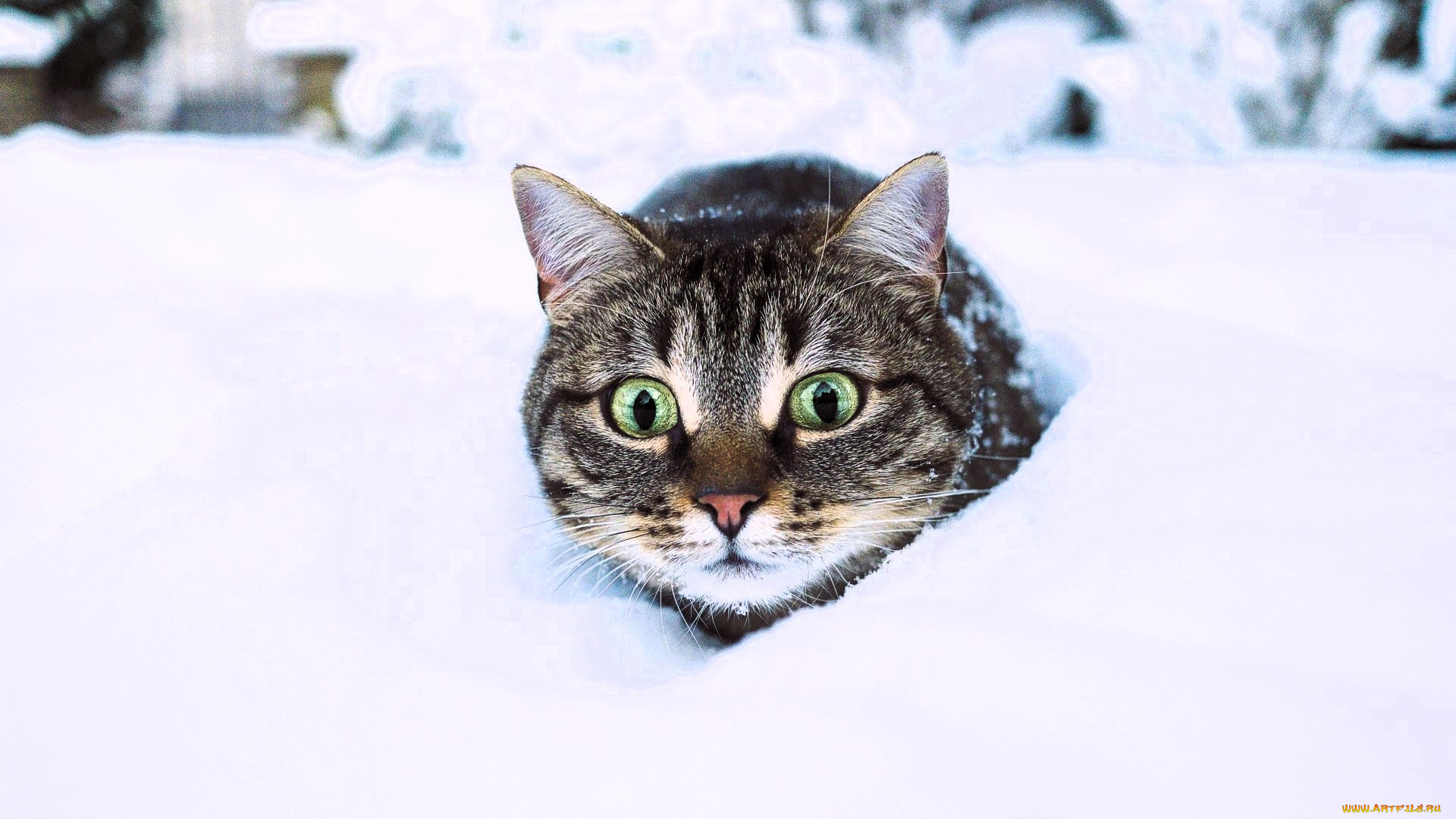 животные, коты, кот, голова, снег, зима