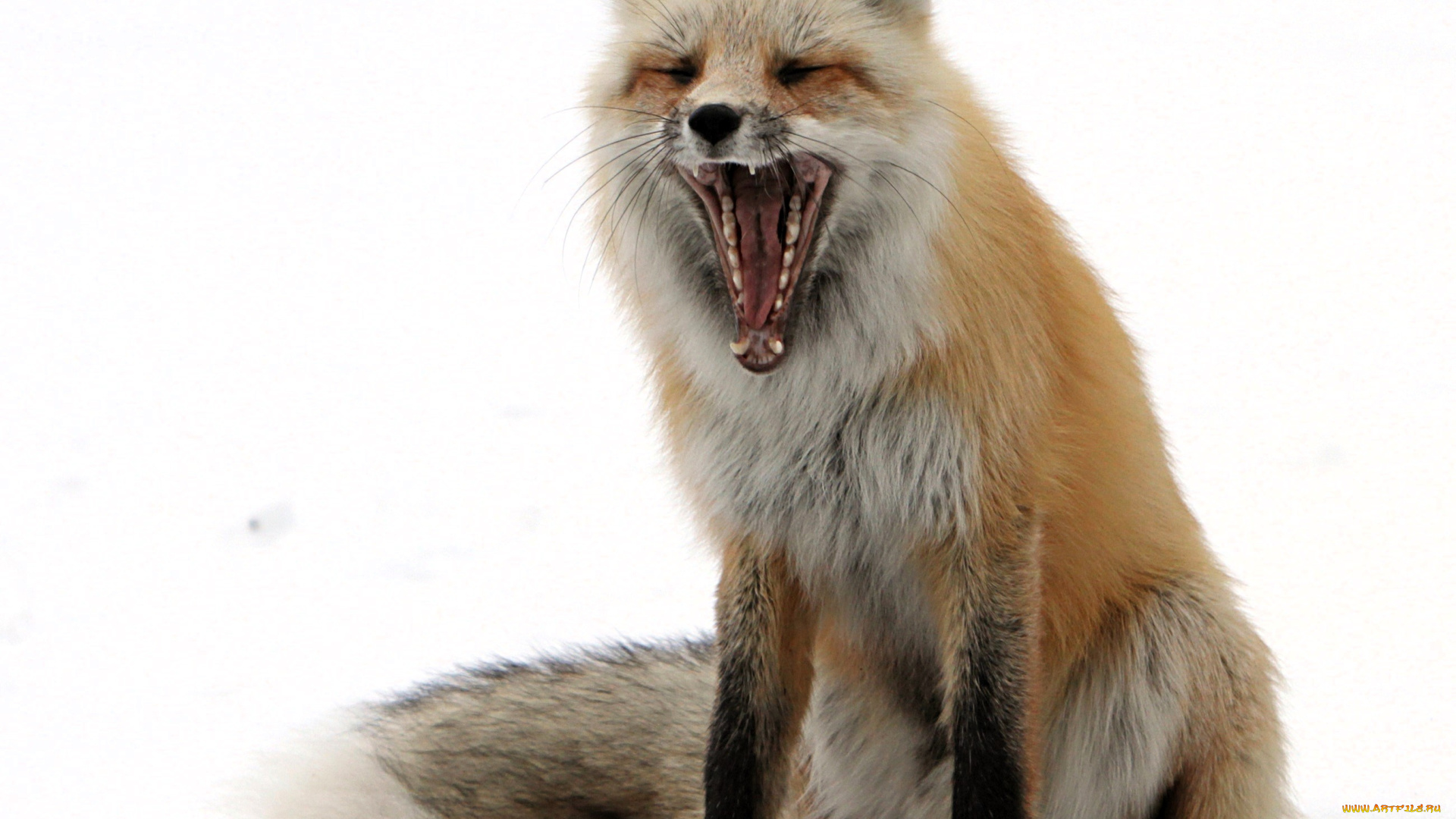 животные, лисы, лиса, зевок, снег